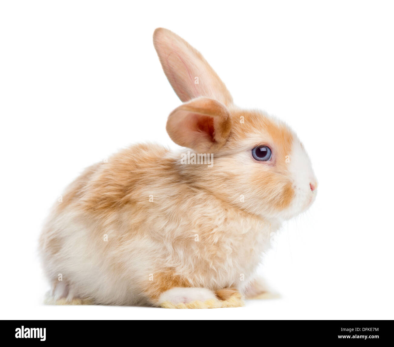 Satin Mini Lop rabbit against white background Stock Photo