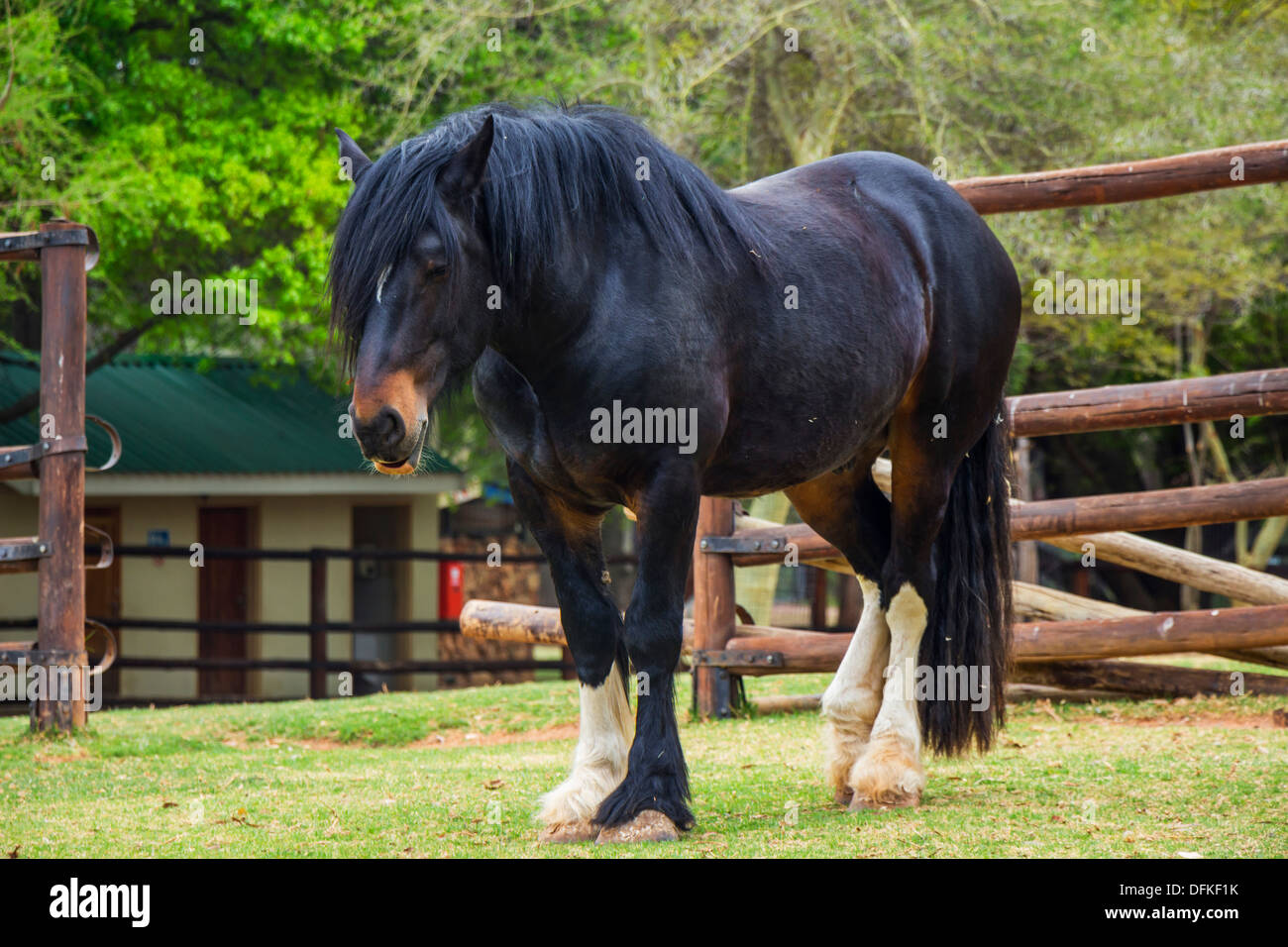 Horse Feet Stock Photos Horse Feet Stock Images Alamy