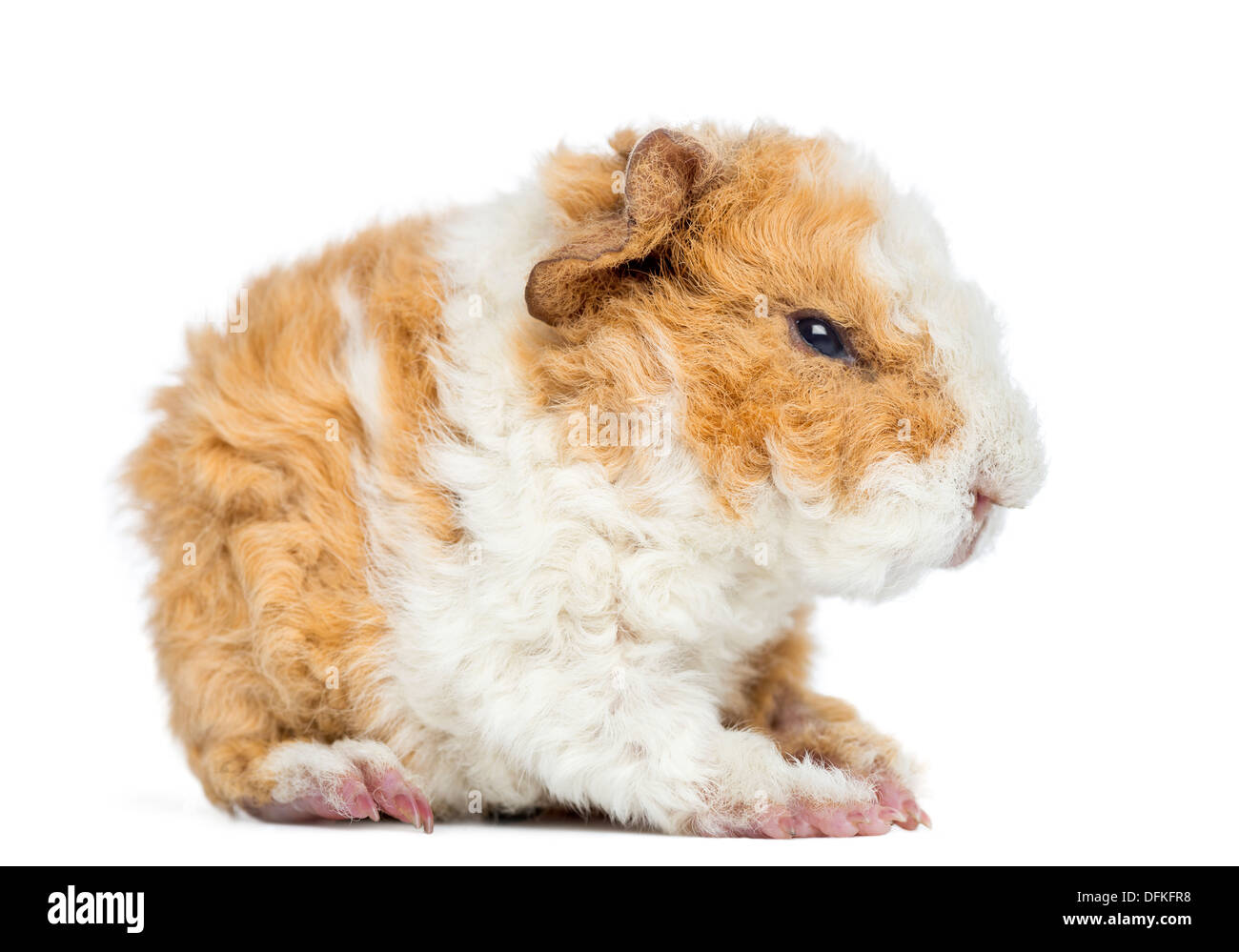 Guinea best sale pig 1