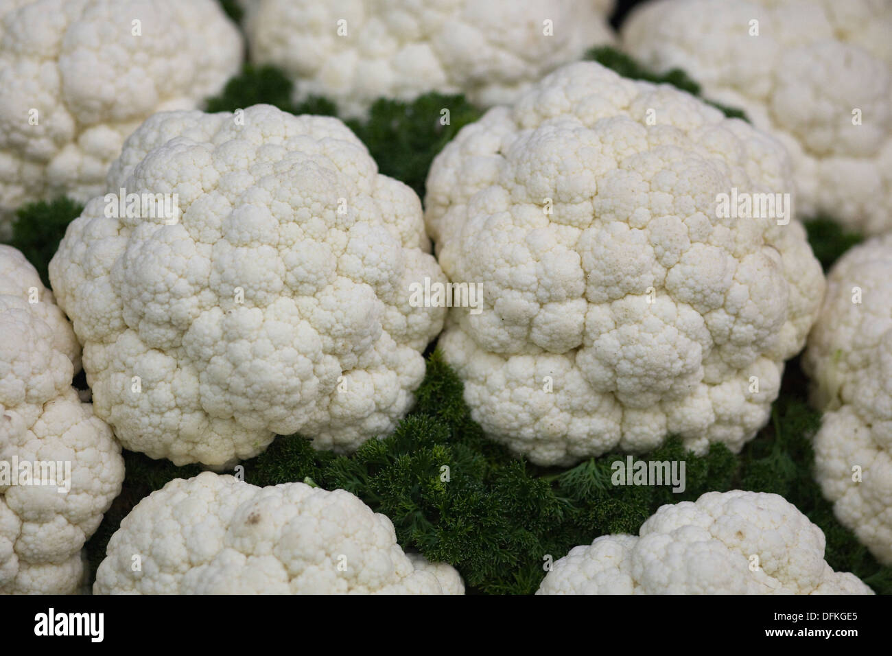 Brassica oleracea Cauliflowers on display Stock Photo Alamy