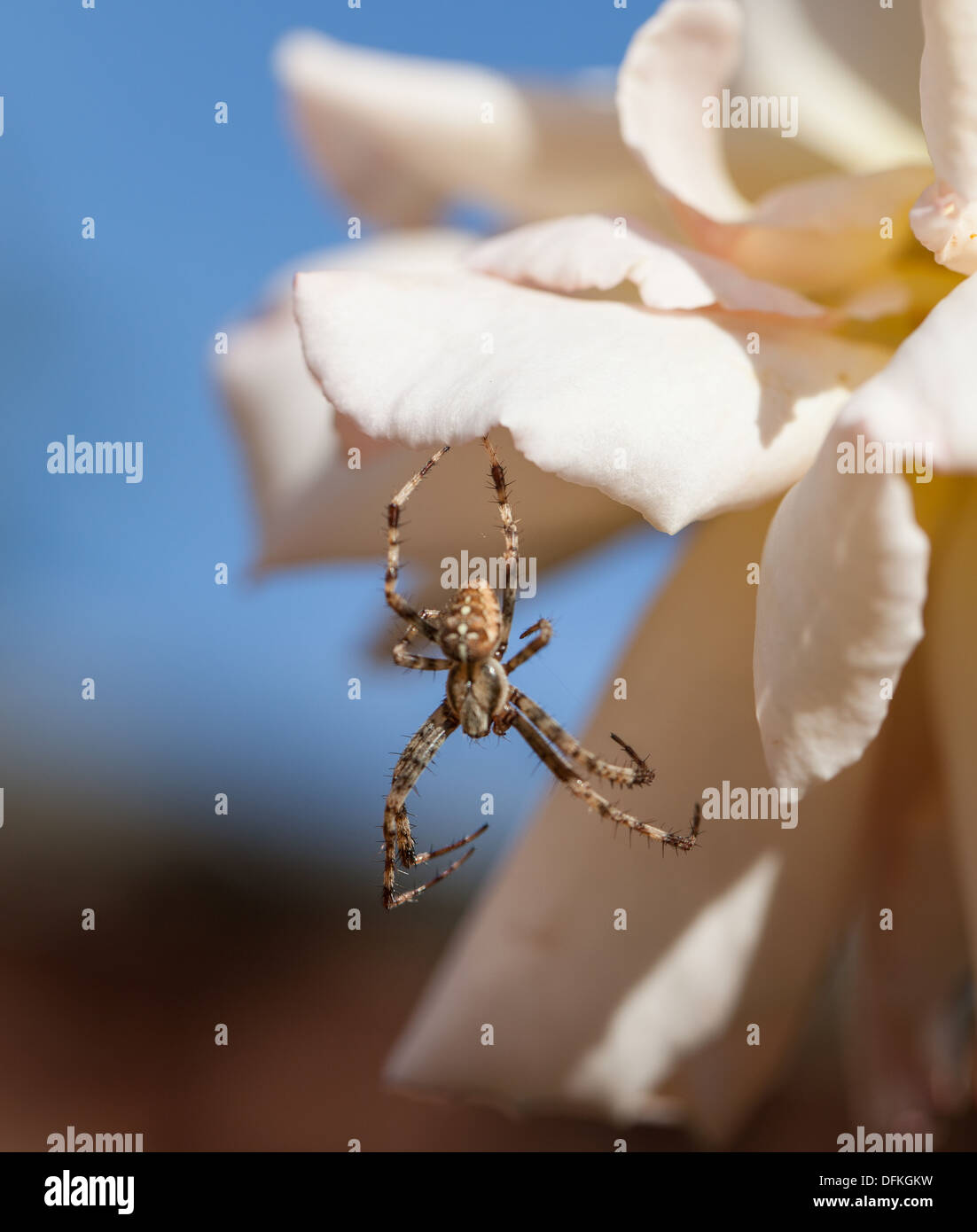 Male garden Spider hunting lying in wait for prey Stock Photo