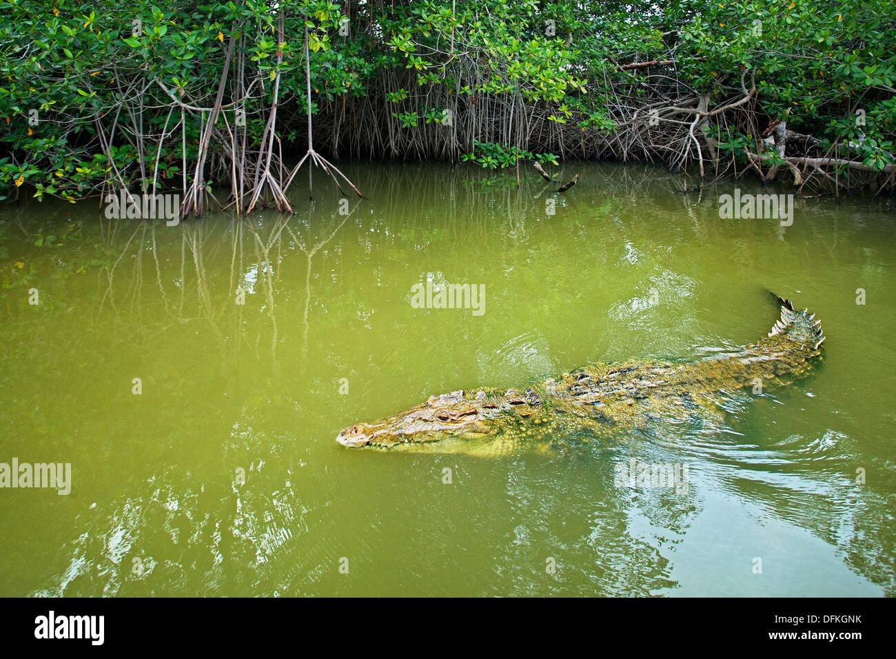 Crocodile, Black River, St Elizabeth, Jamaica, West Indies Stock Photo