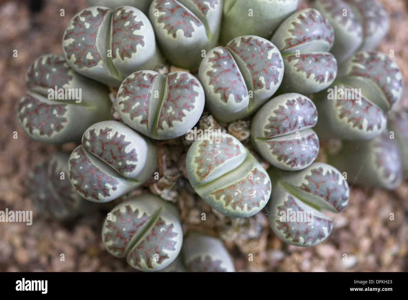 Close up of a 22 year old Lithops dorotheae Stock Photo