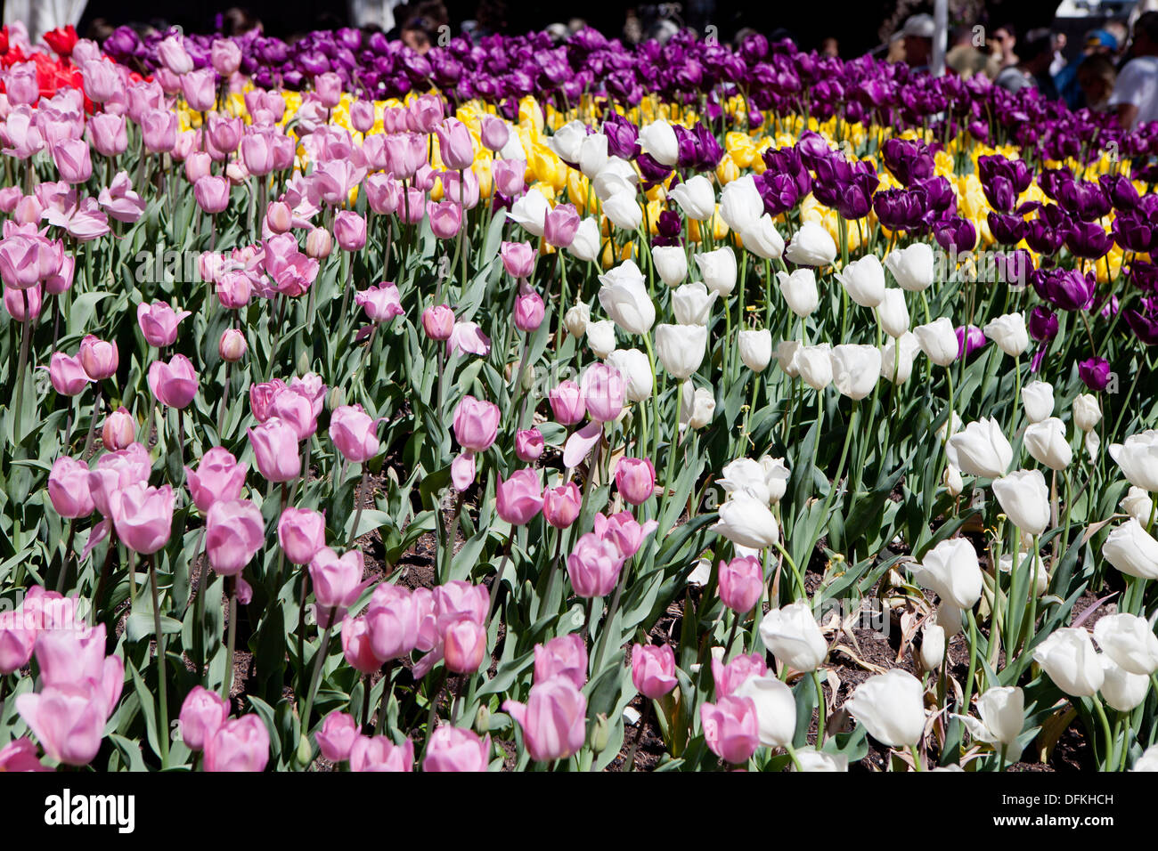 Tulip Festival, Bowral, NSW, Australia Stock Photo Alamy
