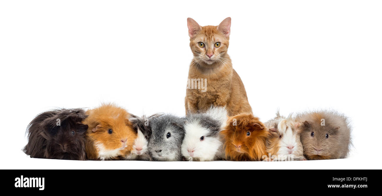 Guinea Pigs with a cat in a row against white background Stock Photo