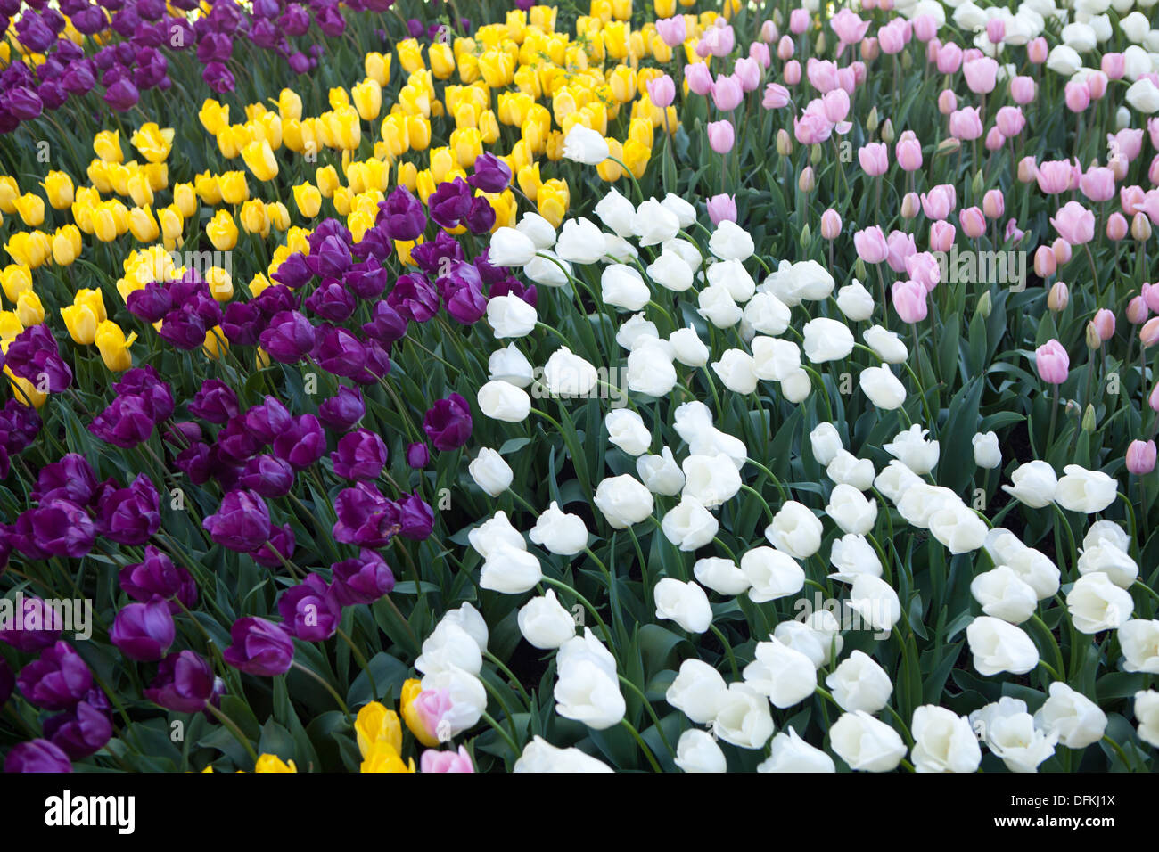 Tulip Festival, Bowral, NSW, Australia Stock Photo Alamy