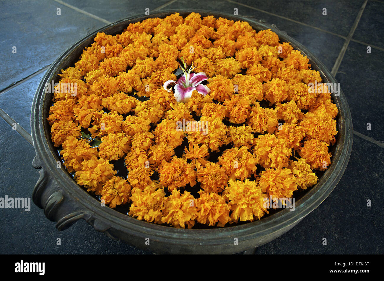 Flowers, Pondicherry. Tamil Nadu, India Stock Photo Alamy