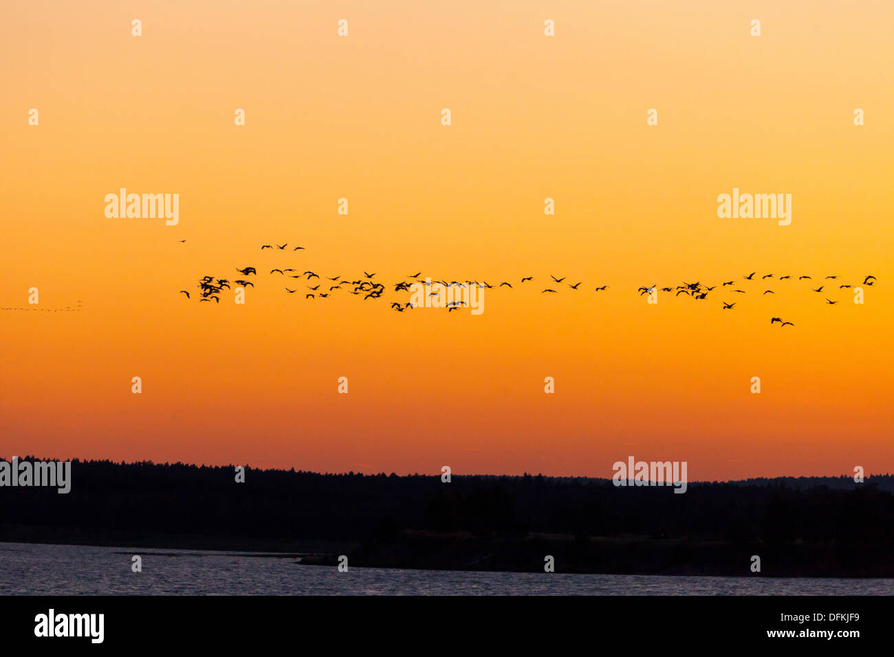 Germany/Brandenburg/Wanninchen, cranes fly at the sky over Luckau/Wanninchen in Brandenburg, 30 Sept 2013 Stock Photo