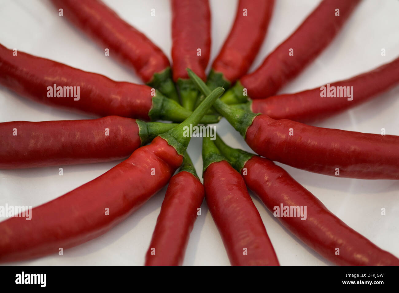 Capsicum annuum 'Ring of Fire' Chili Peppers on white Stock Photo