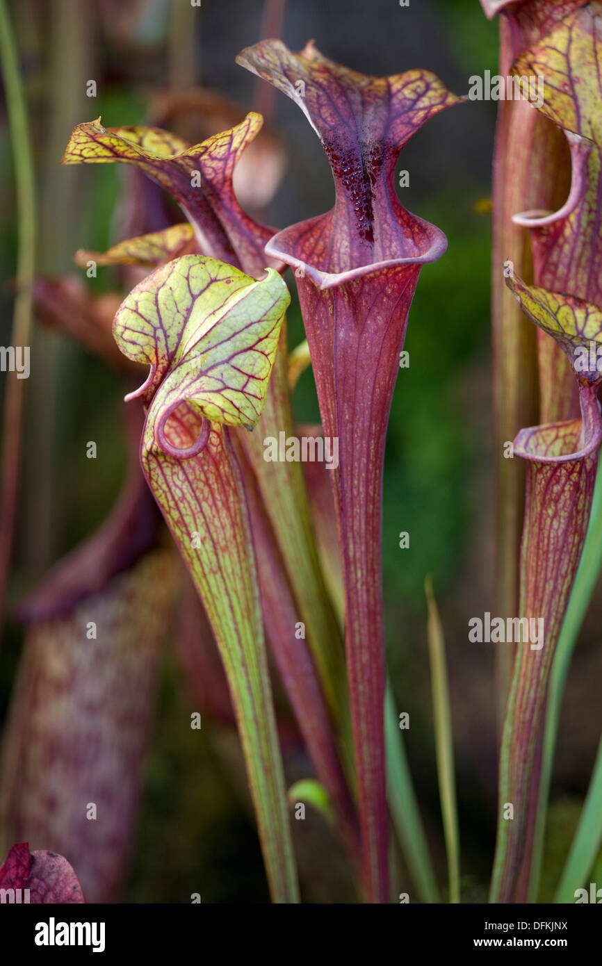 Sarracenia flava var ornata Yellow pitcher plant carnivorous plant Stock Photo
