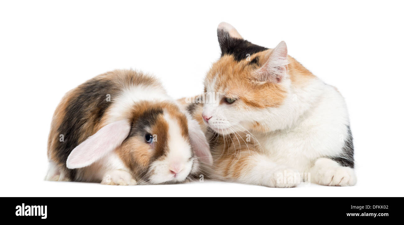 European Shorthair cat with rabbit against white background Stock Photo