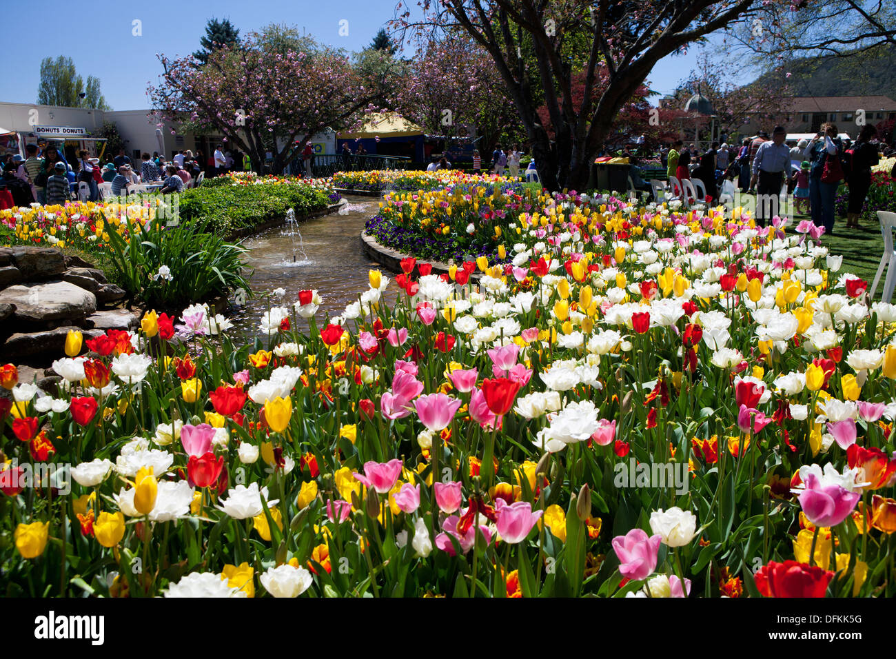 Tulip Festival, Bowral, NSW, Australia Stock Photo Alamy