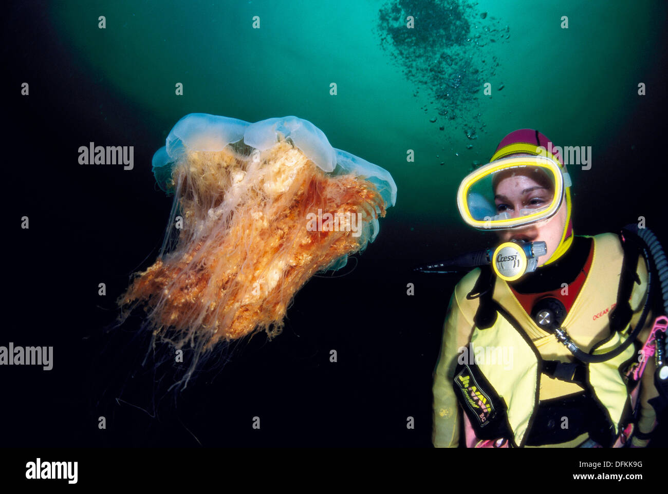 Diver and Lion´s mane jellyfish (Cyanea capillata). Norway Stock Photo