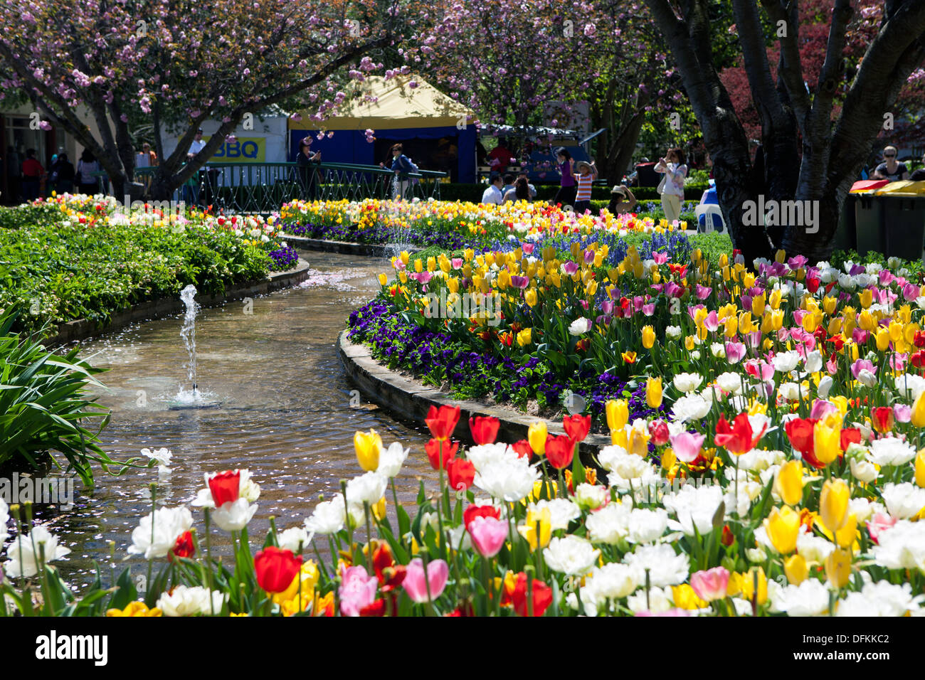 Tulip Festival, Bowral, NSW, Australia Stock Photo Alamy