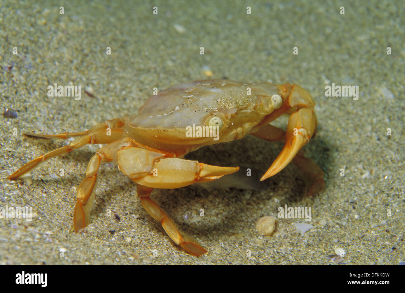 Polybius Henslowi High Resolution Stock Photography and Images - Alamy