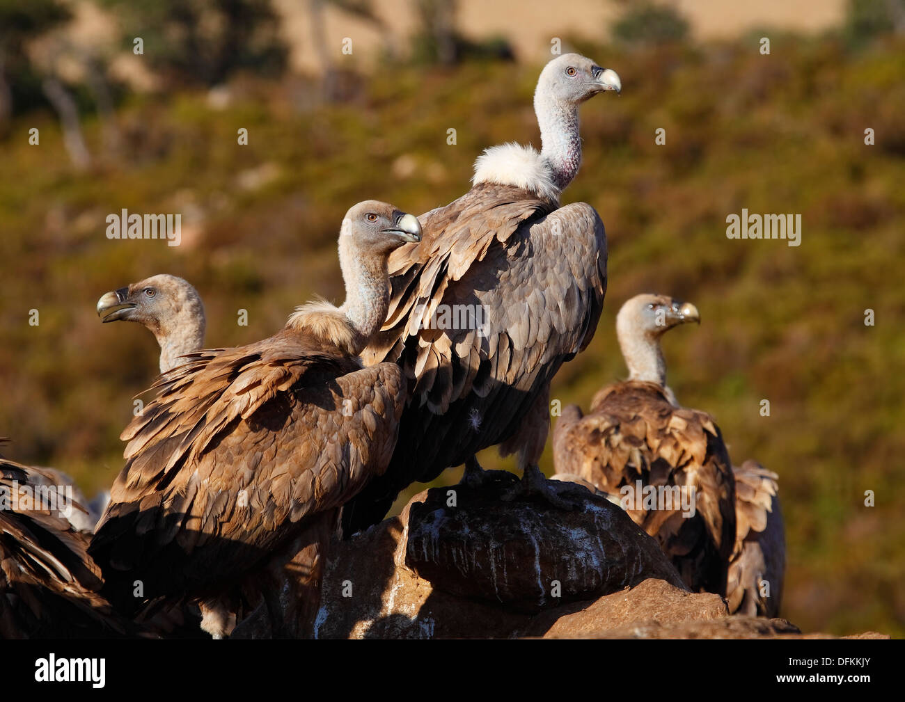 vultures eating on the dunghill Stock Photo