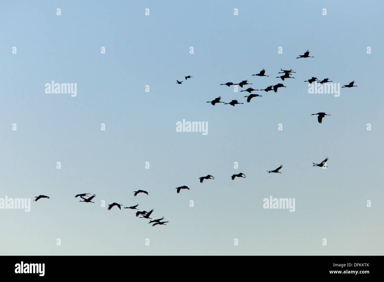 Germany/Brandenburg/Wanninchen, cranes fly at the sky over Luckau/Wanninchen in Brandenburg, 30 Sept 2013 Stock Photo