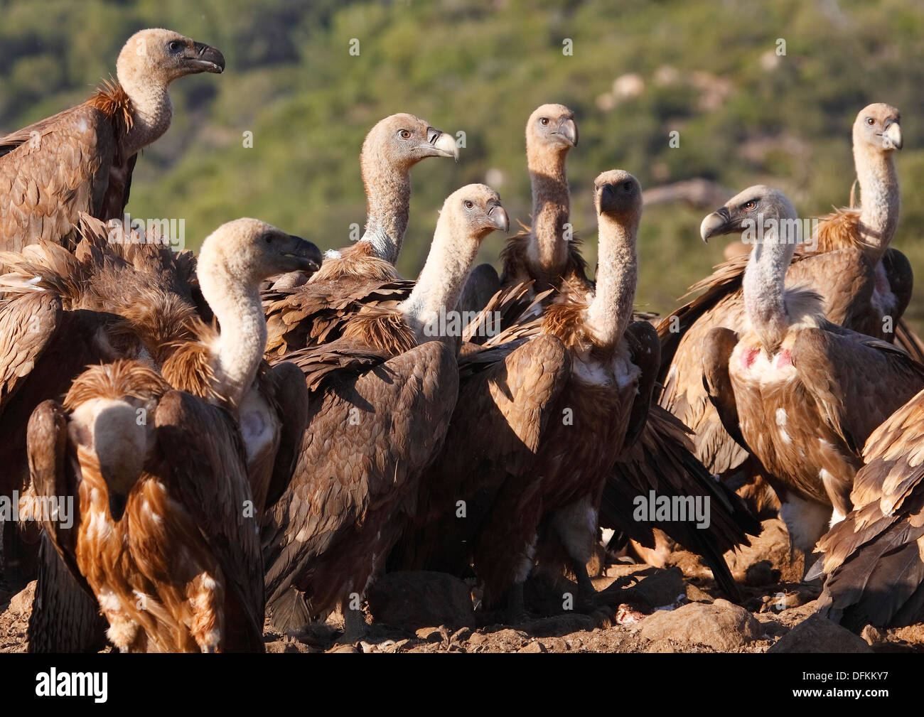 vultures eating on the dunghill Stock Photo