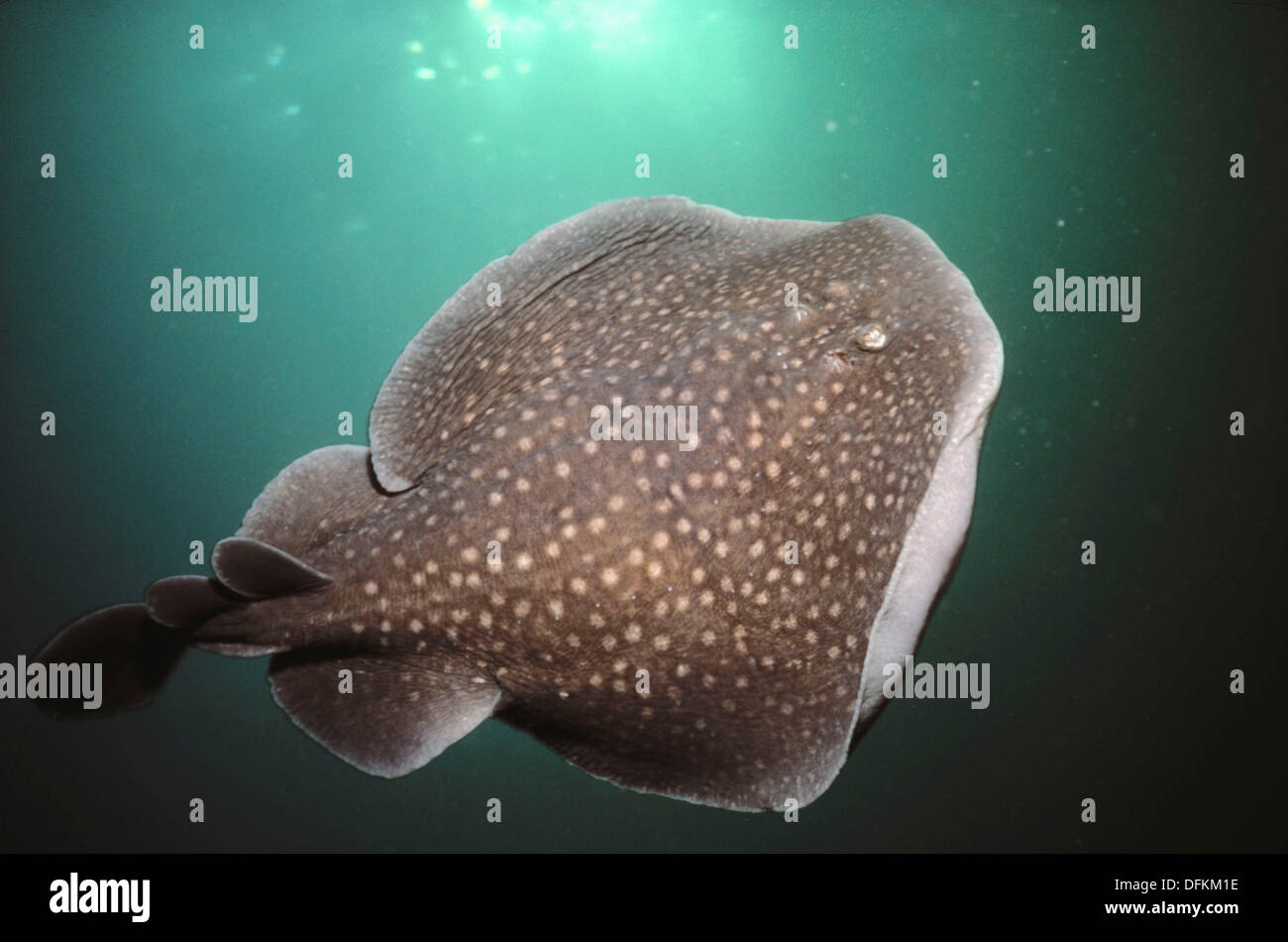 Electric Ray Torpedo Marmorata High Resolution Stock Photography and ...