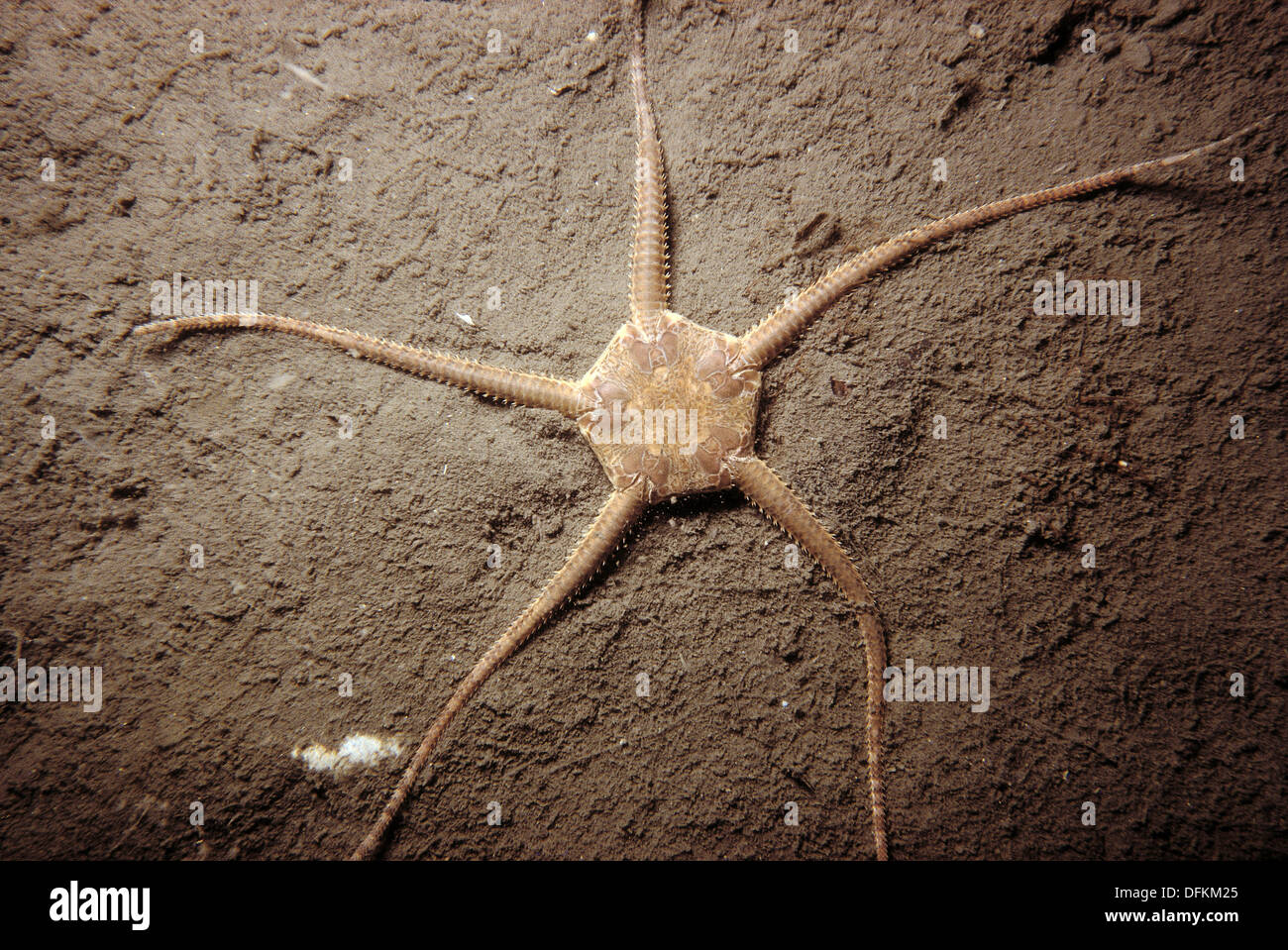 Phylum Echinodermata Ophiura