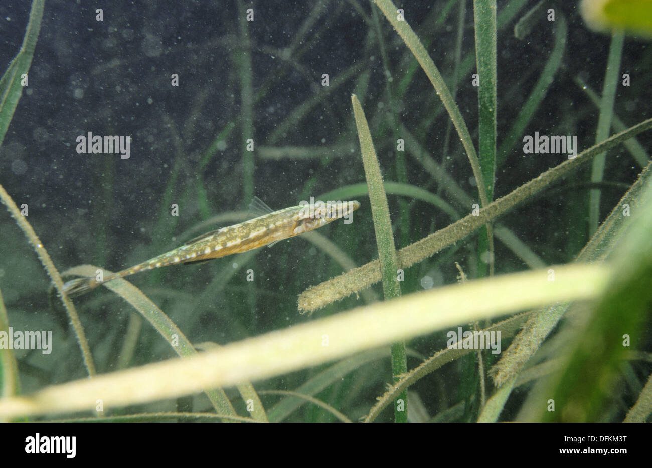 Sea Stickleback (spinachia Spinachia Stock Photo - Alamy