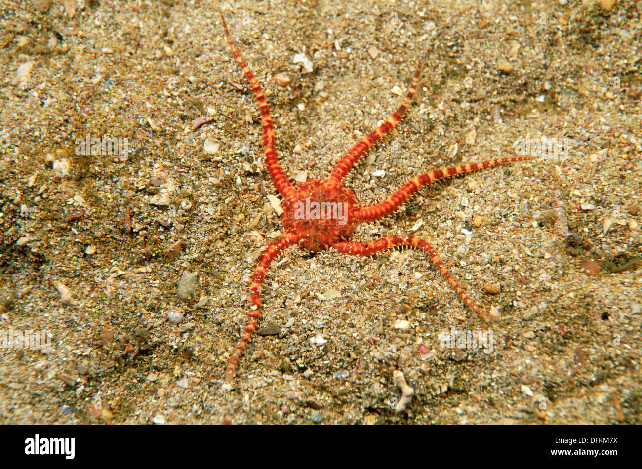 Brittle Star (Ophiura ophiura). Galicia, Spain Stock Photo Alamy