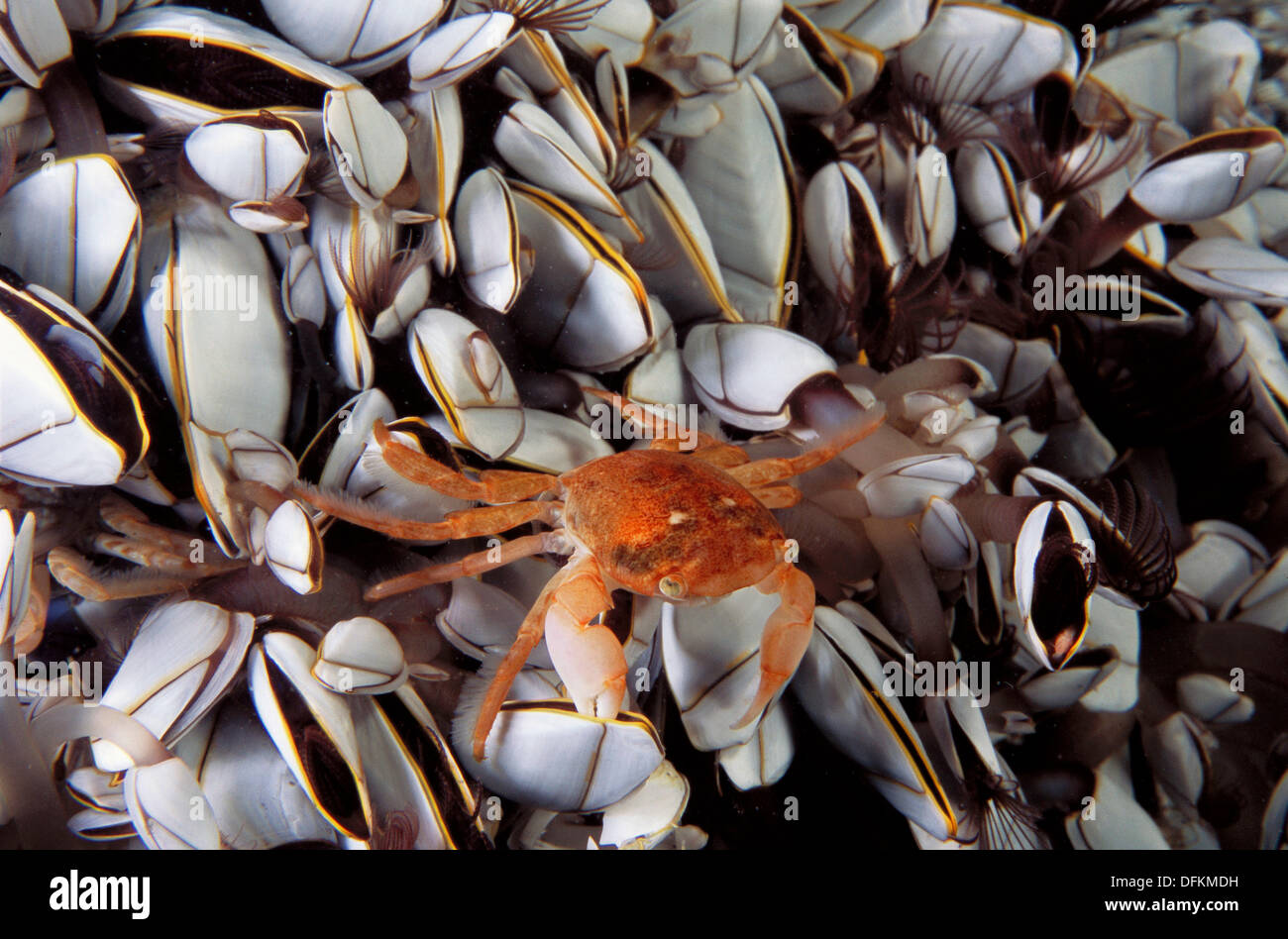 Eastern Atlantic Galicia Spain Oceanic crab in the middle of Gooseneck barnacle Pinoferes pinofrese Stock Photo