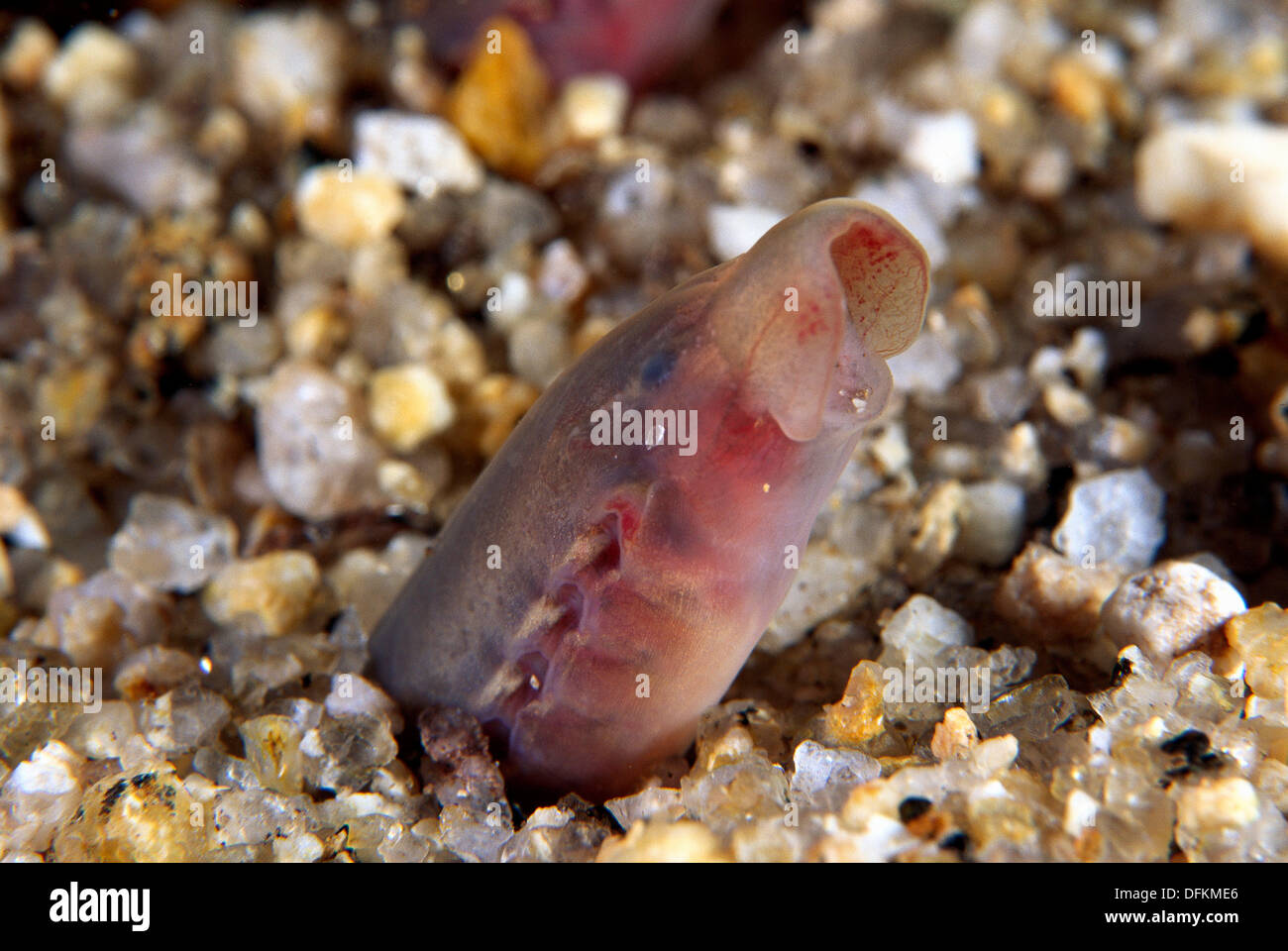 Freshwater Rivers Galicia Spain Ammocoete, phase larvae of the Stock