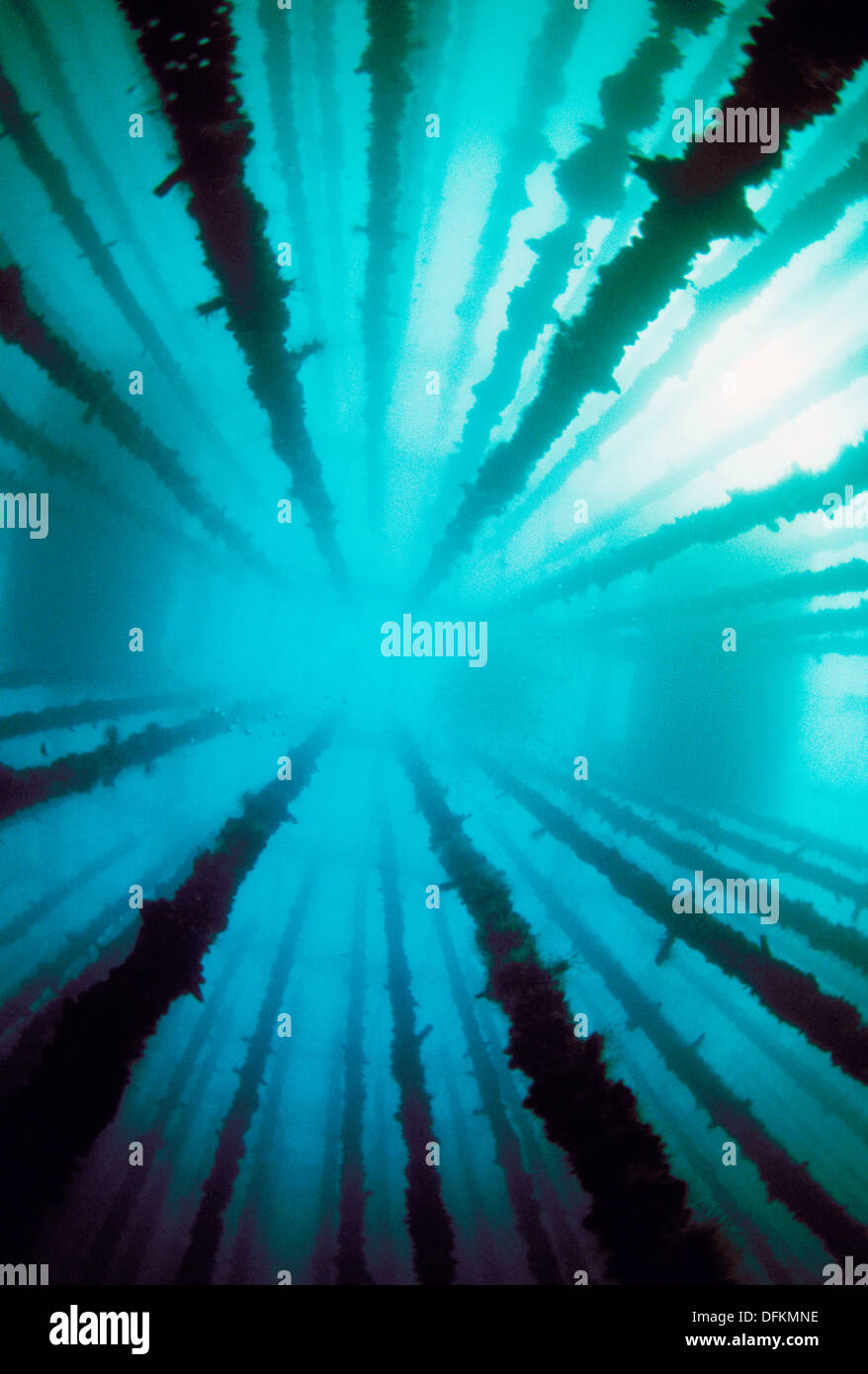 Mussel farm. Galicia, Spain Stock Photo Alamy