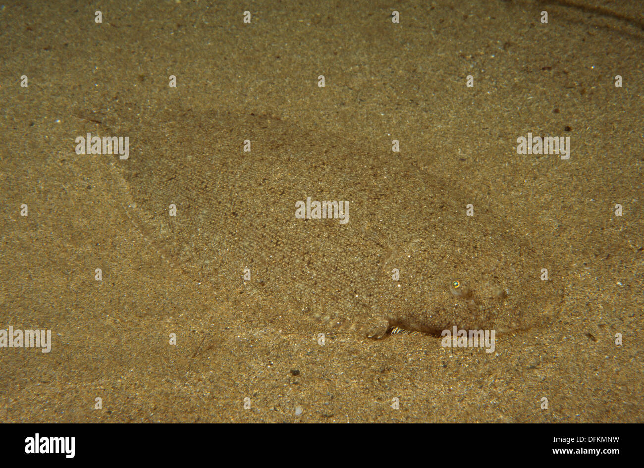 Senegalese sole hi-res stock photography and images - Alamy