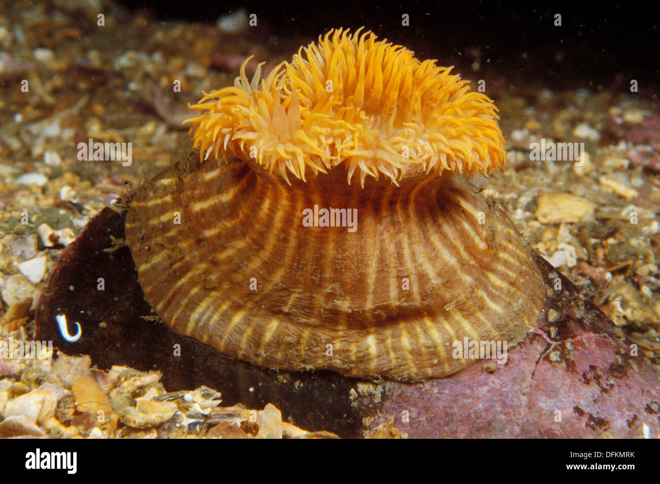 Parasitica hi-res stock photography and images - Alamy
