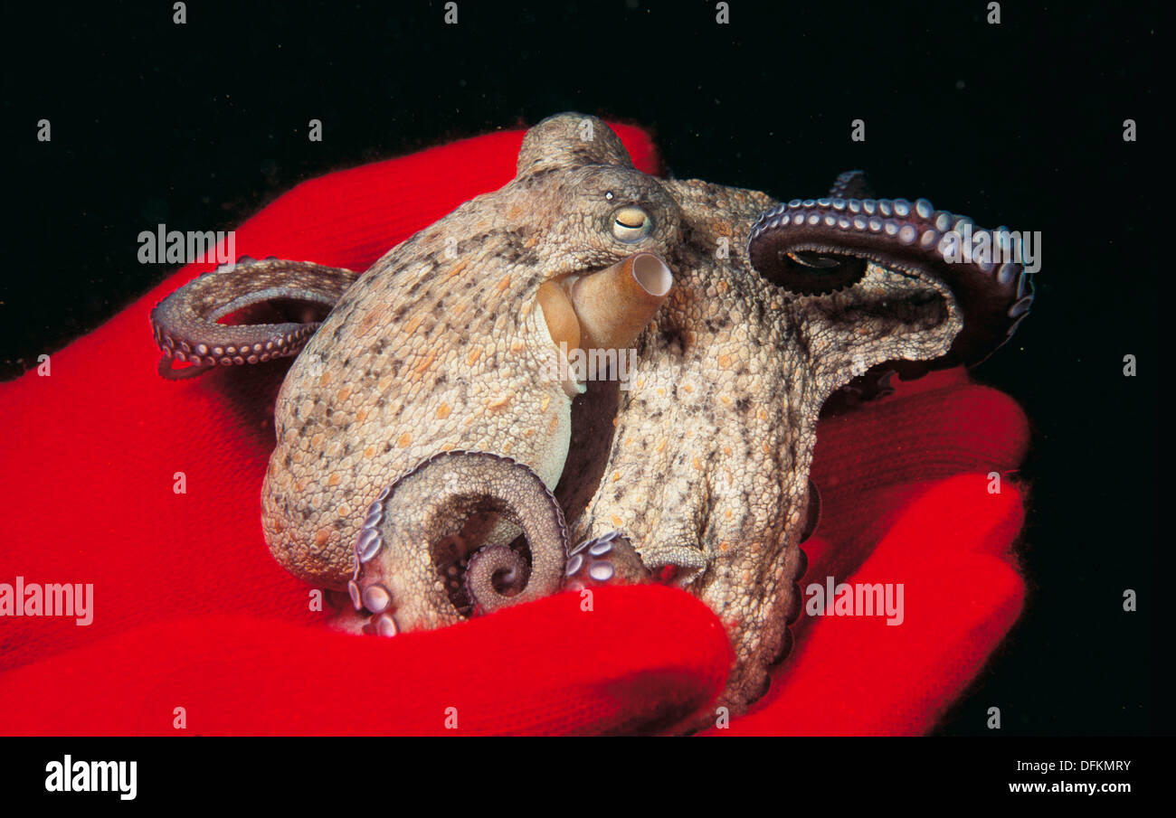 Octopus (Octopus vulgaris). Galicia, Spain Stock Photo Alamy