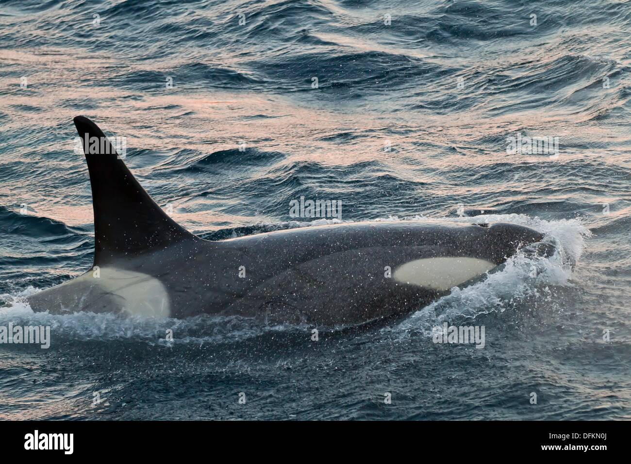 Type a orca hires stock photography and images Alamy