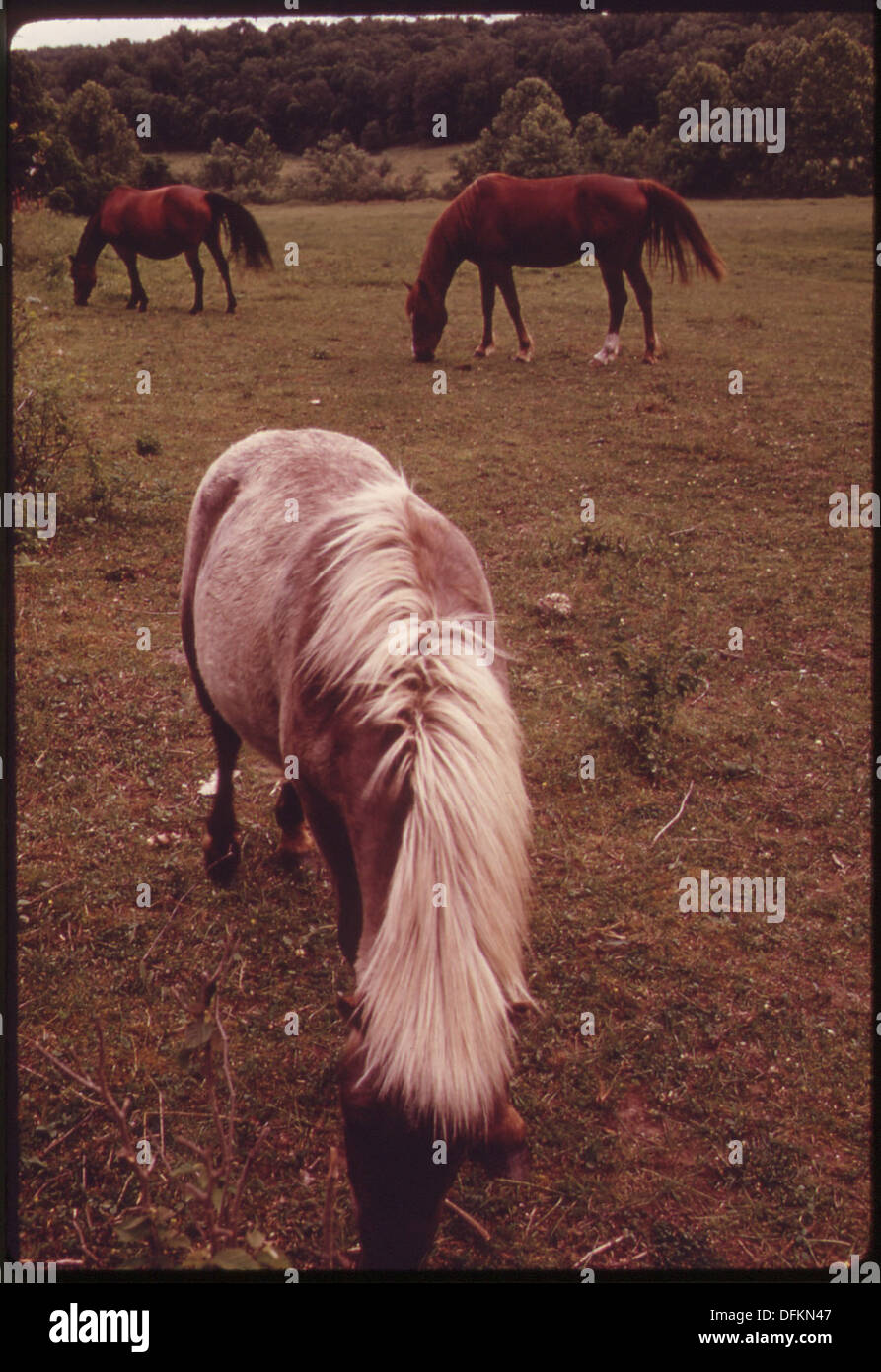LIVESTOCK ARE A PART OF THE WATER POLLUTION PROBLEM IN THE LAKE OF THE