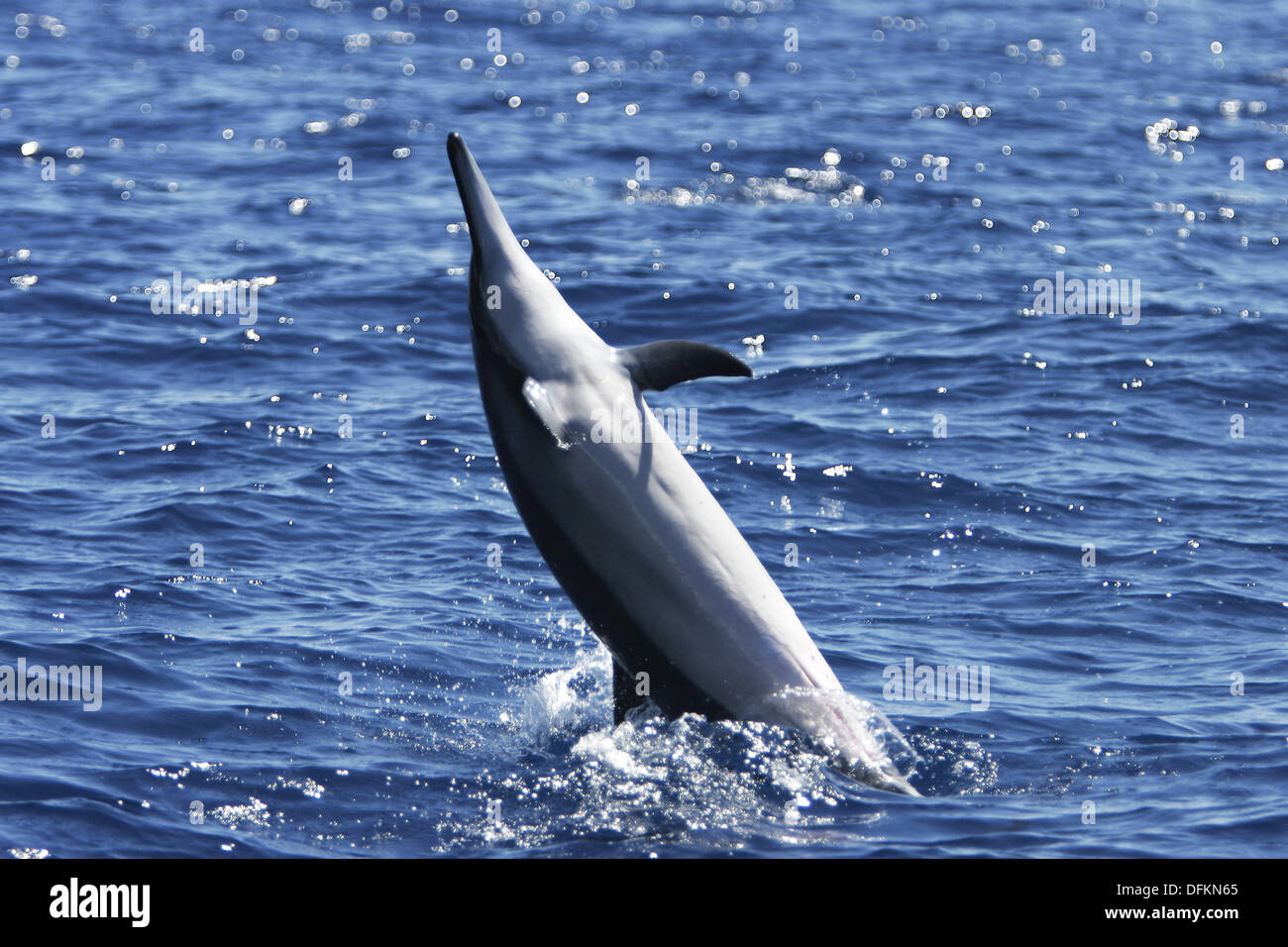 Male Hawaiian Spinner Dolphin (Stenella longirostris) spinning in the