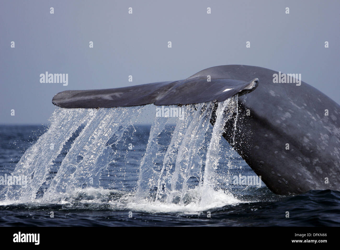 Adult Blue Whale High Resolution Stock Photography and Images - Alamy