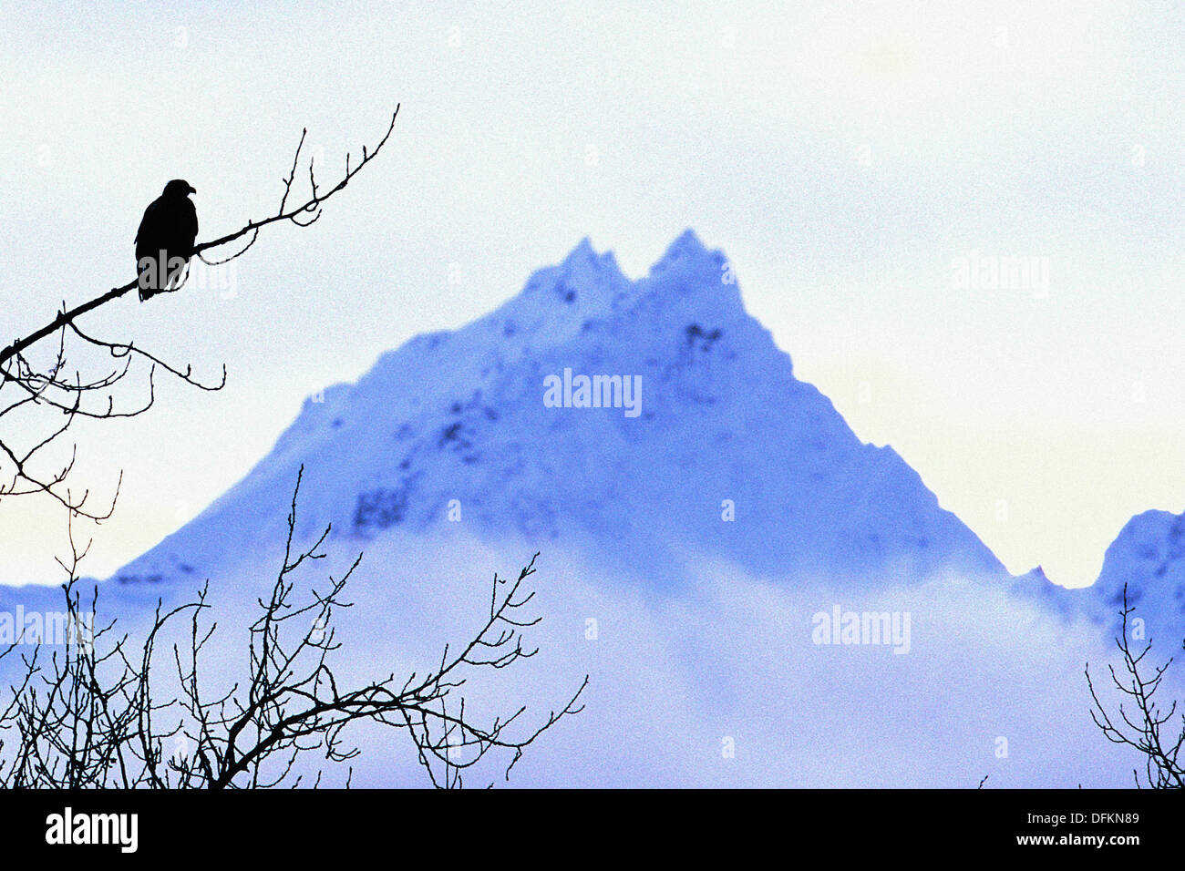 Bald eagle (Haliaeetus leucocephalus). Chilkat Bald Eagle Preserve