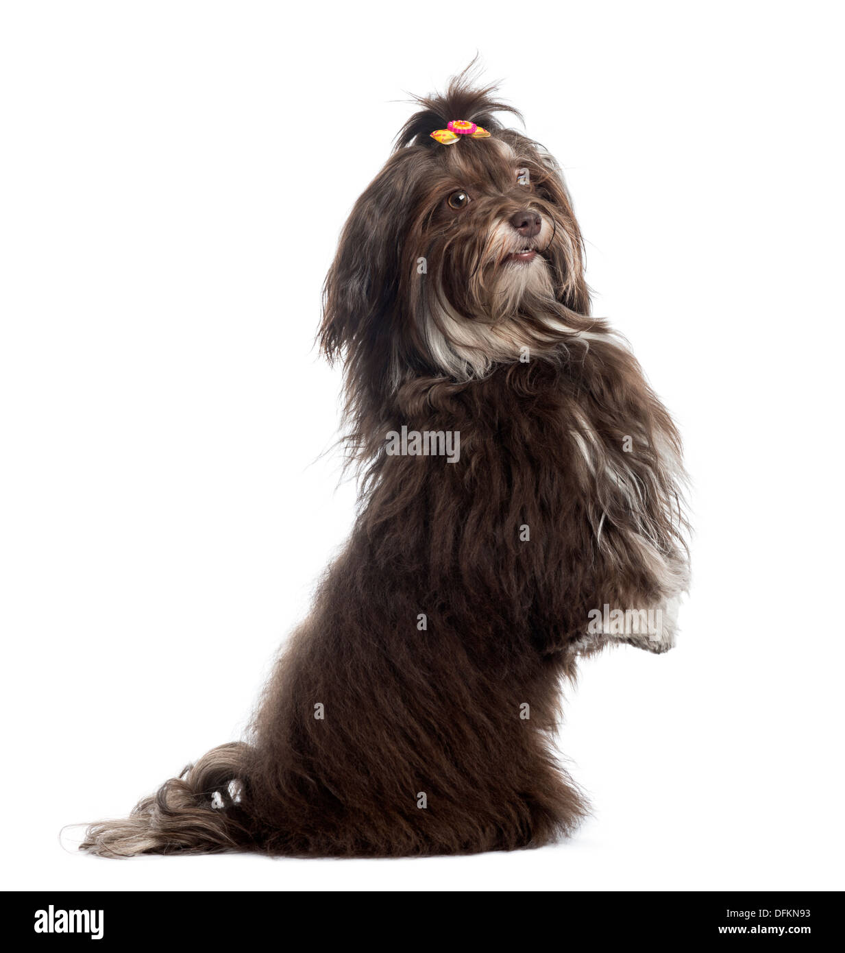 Side view of a Havanese upright, looking at the camera against white background Stock Photo