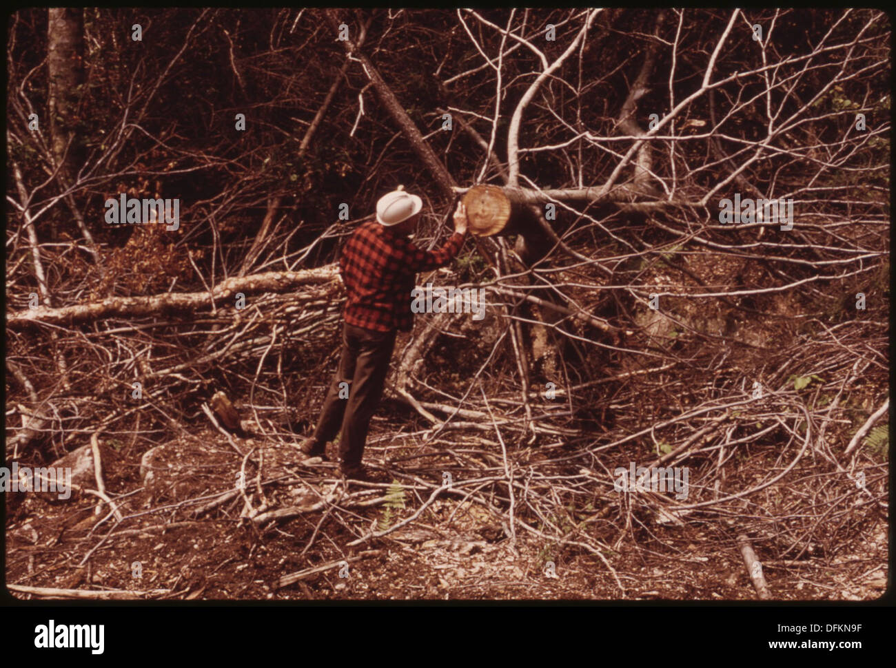 LOADING AREA FOR LOGS ON LITCHFIELD PAPER COMPANY LAND NEAR TUPPER LAKE. HERE THERE WAS NO ATTEMPT TO CLEAN UP AND... 554422 Landscape Stock Photo