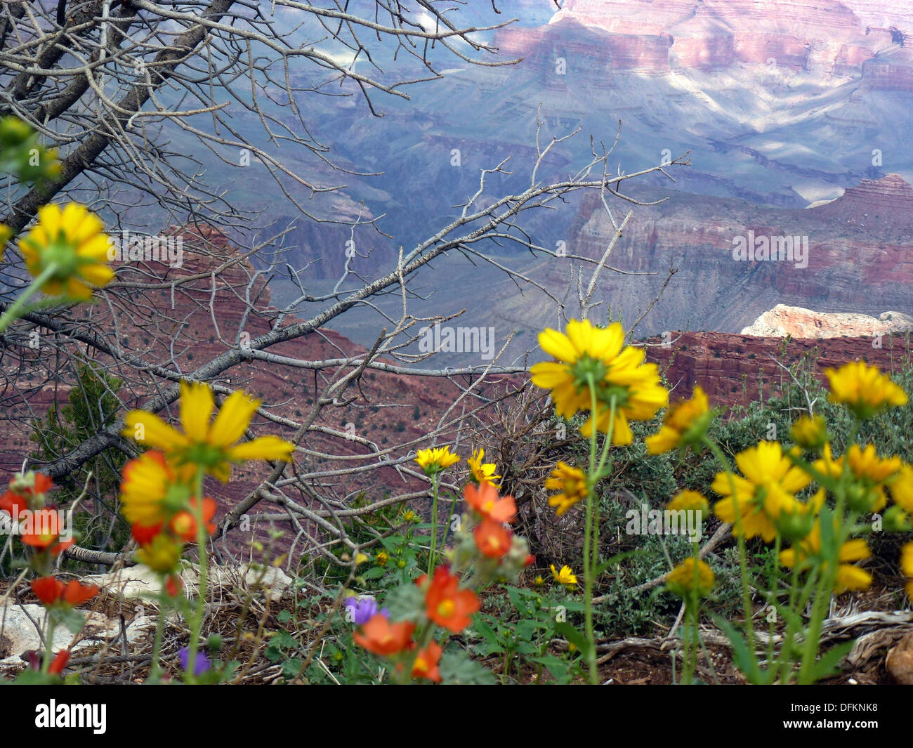 the Grand Canyon from the South Rim, USA. 06th Sep, 2013. View of the Grand Canyon from the South Rim, USA, 06 September 2013. On 11 January 1908 the area around the Grand Canyon was declared a national monument and on 26 February 1919 it was put under protection as a national park. In 1979, the Grand Canyon was included in the UNESCO list of World Natural Heritage. Photo: Alexandra Schuler/dpa/Alamy Live News Stock Photo