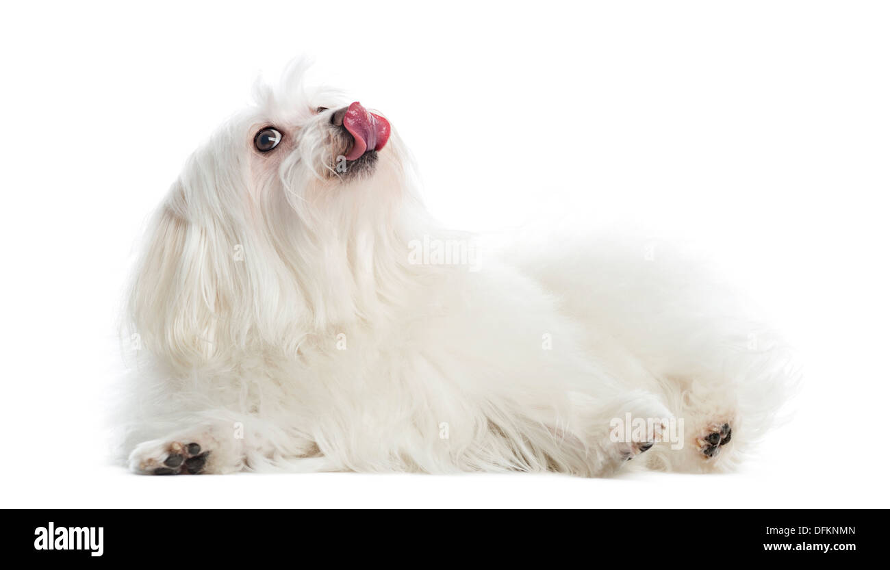 Maltese lying, licking, isolated on white Stock Photo Alamy