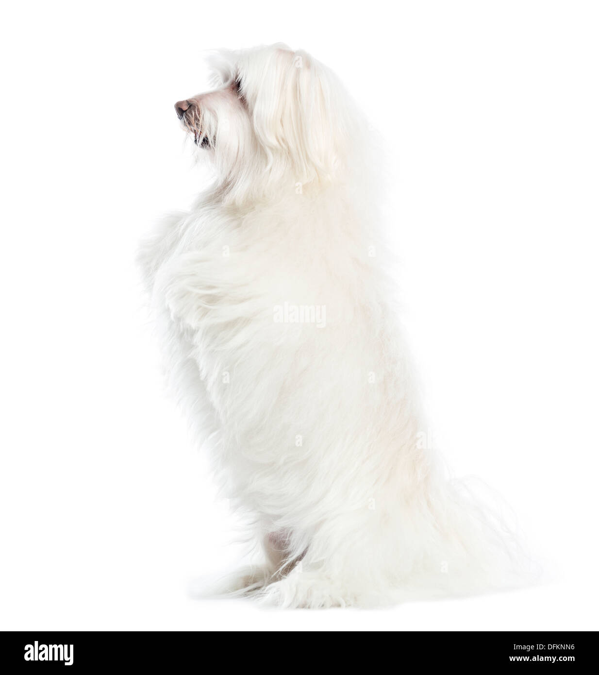 Side view of a Maltese upright, against white background Stock Photo