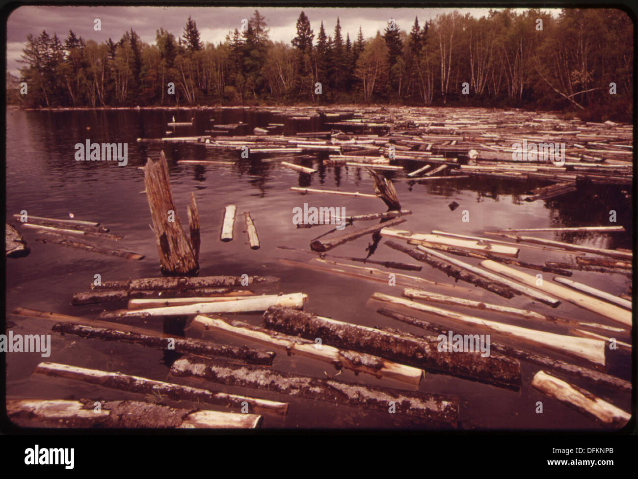 Clogging Rivers Logs are seen clogging the shoreline of the St. Croix River above the ...