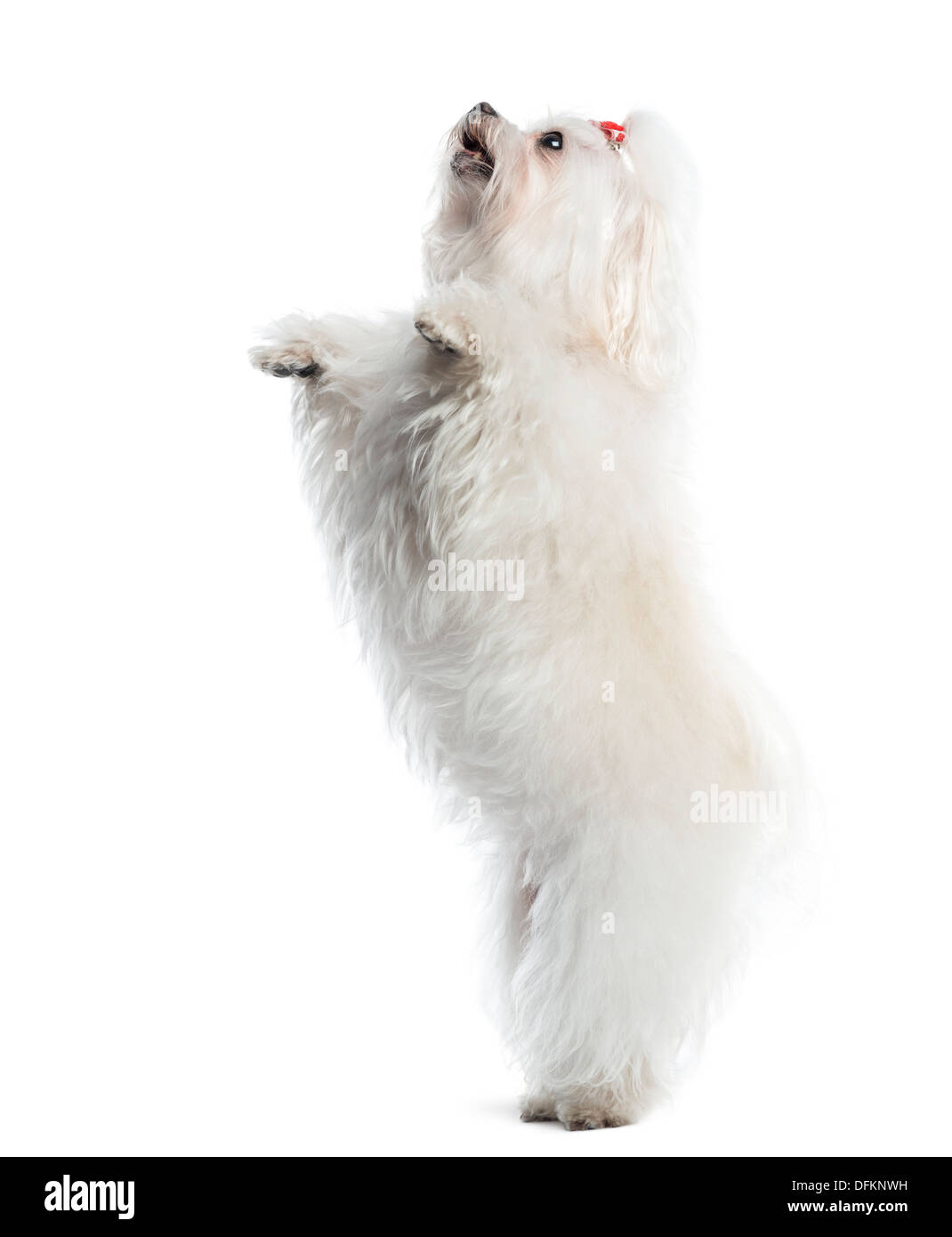 Side view of a Maltese upright, against white background Stock Photo