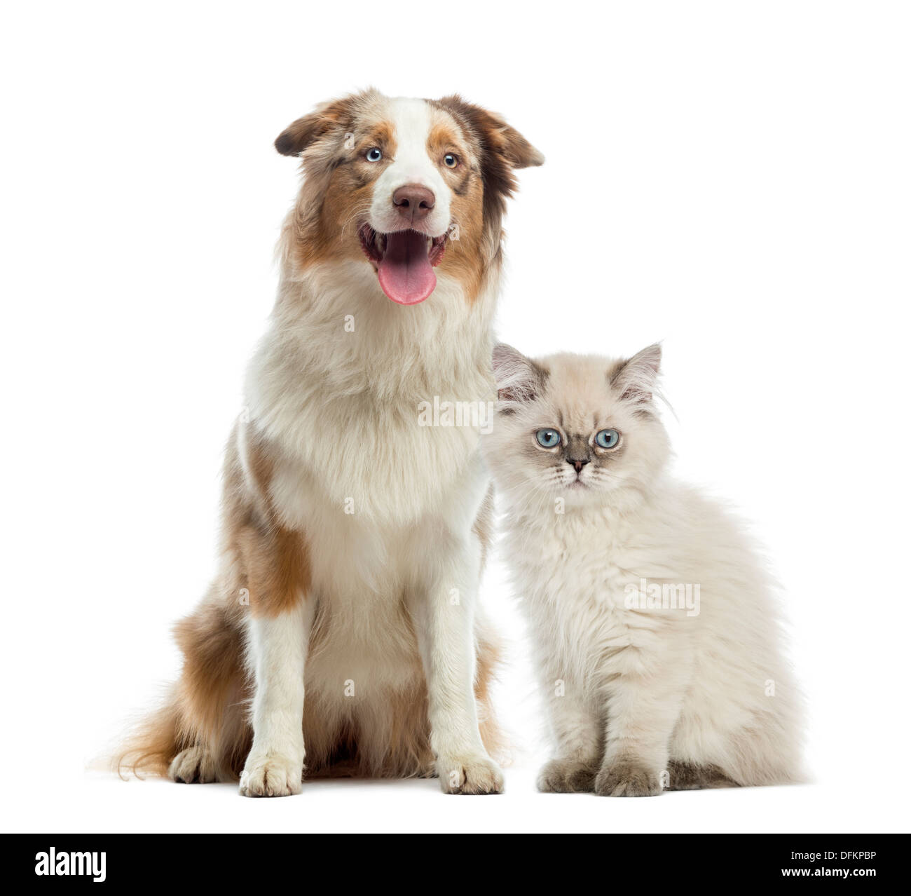 British Longhair kitten and Australian Shepherd sitting next to each other against white background Stock Photo