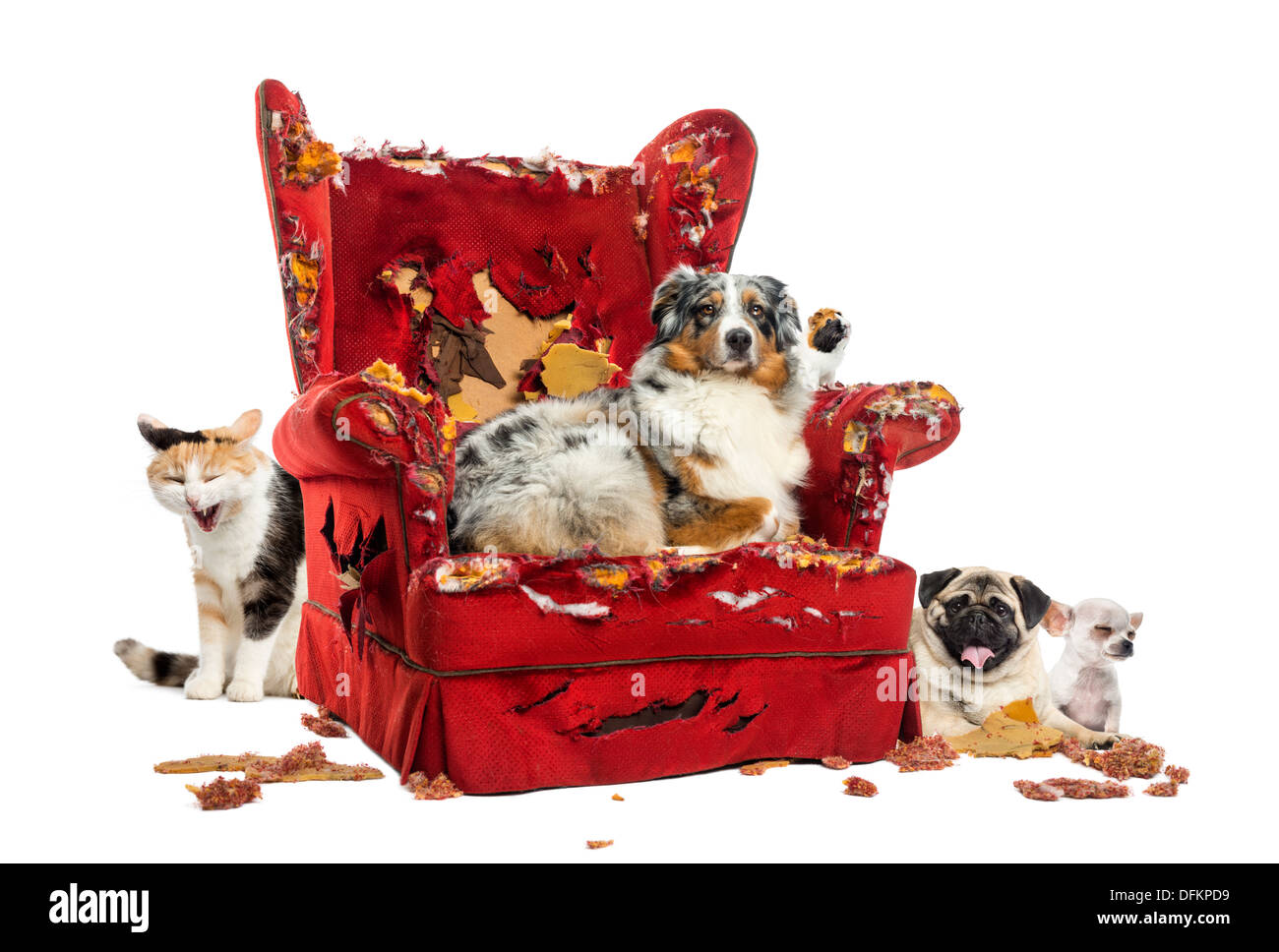 Group of pets on destroyed armchair on white background Stock Photo