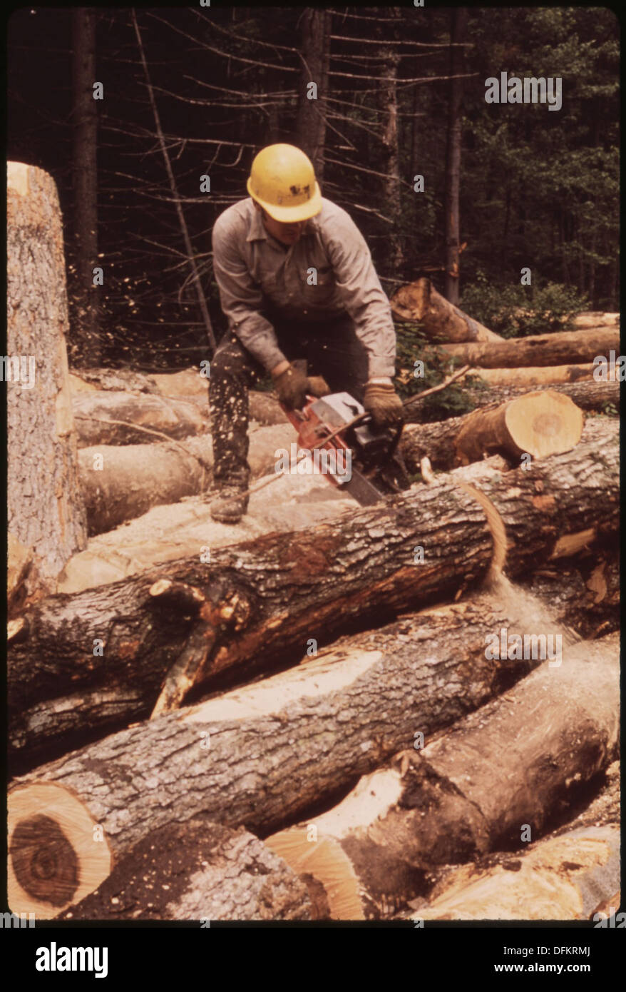 LUMBERJACK FROM TUPPER LAKE CUTTING LOGS INTO EIGHT FOOT SECTIONS FOR