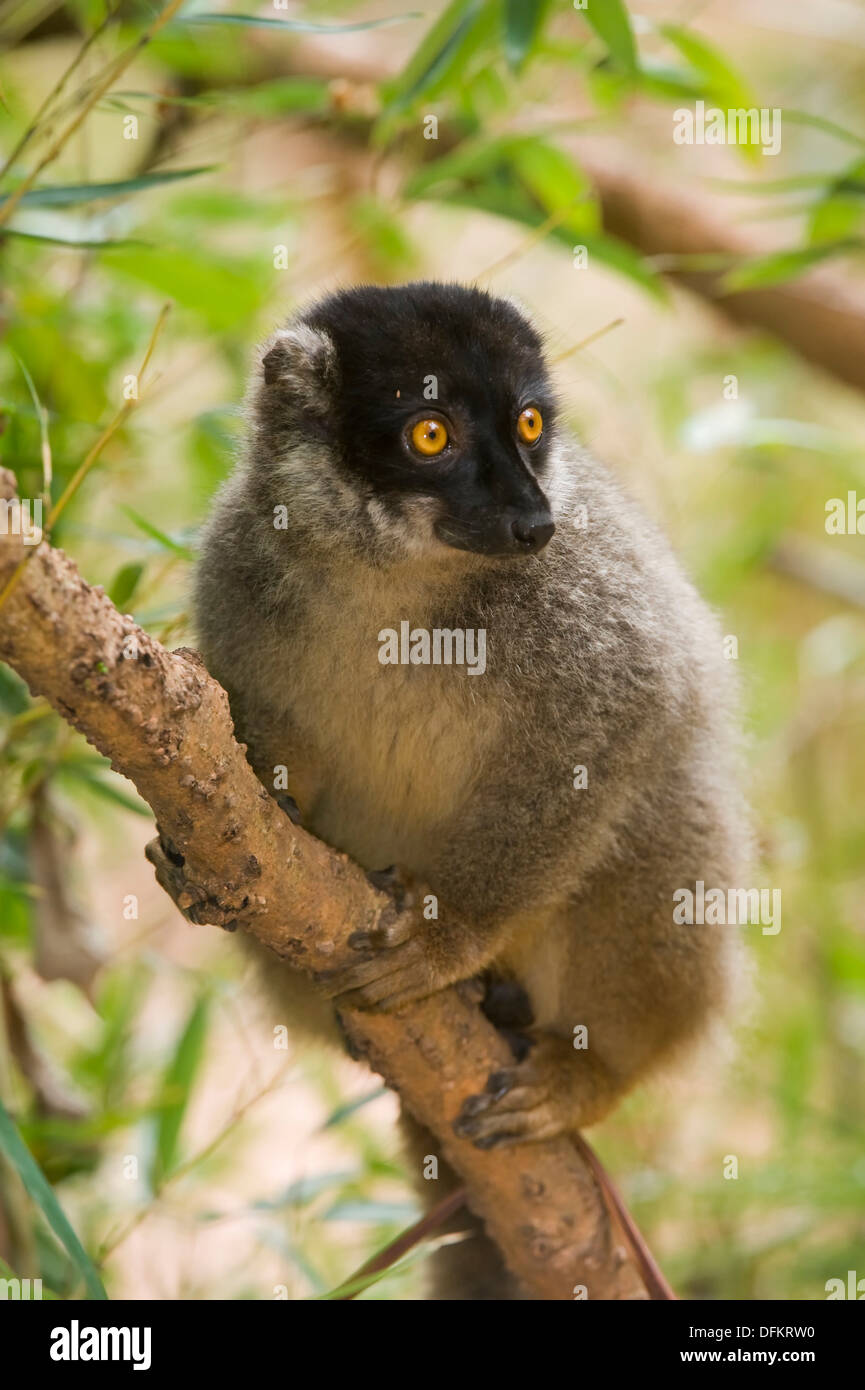 Common Brown Lemur Eulemur fulvus, Near Threatened, IUCN 2008, Madagascar Stock Photo