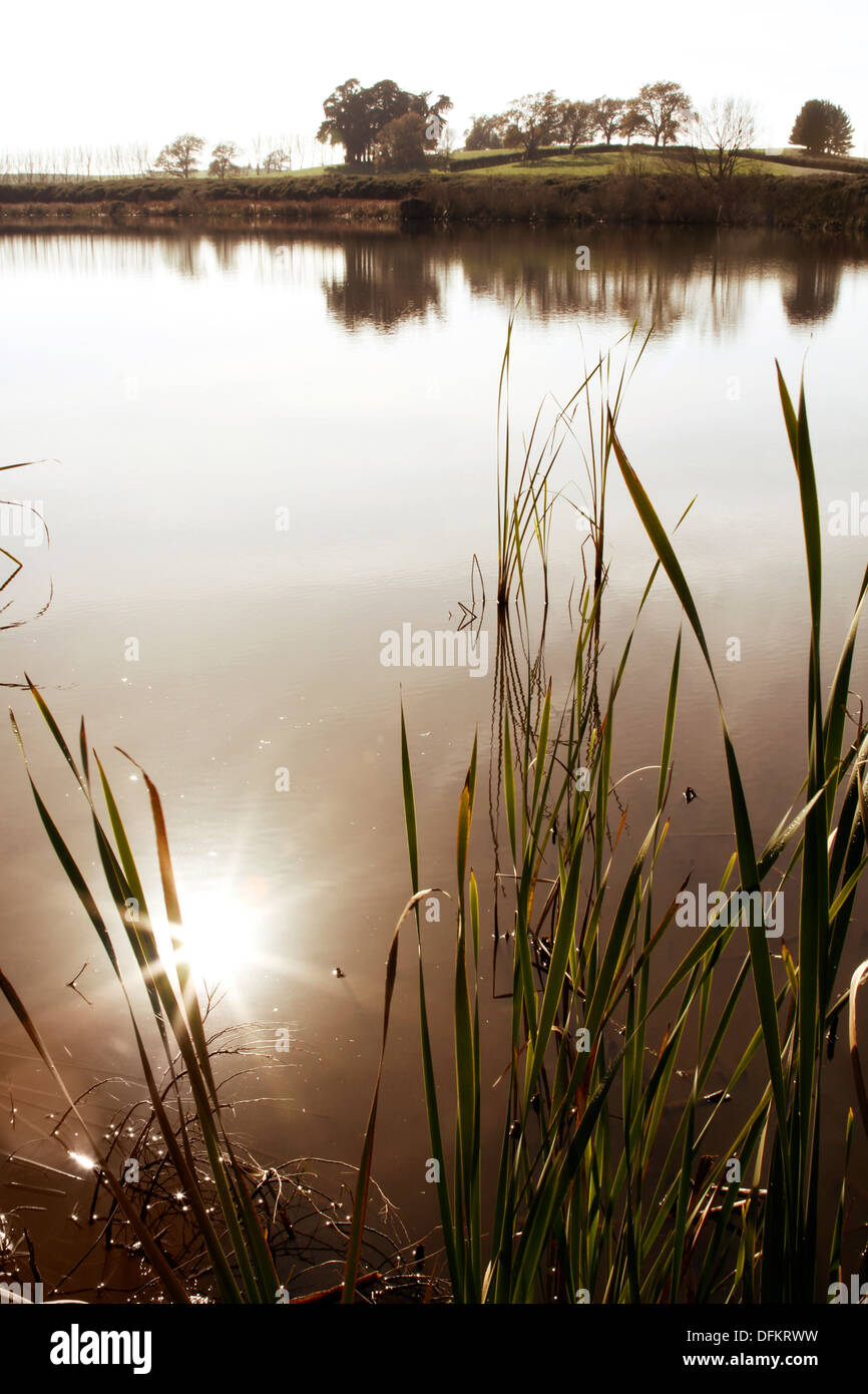 Sunlight reflecting in pond water Stock Photo