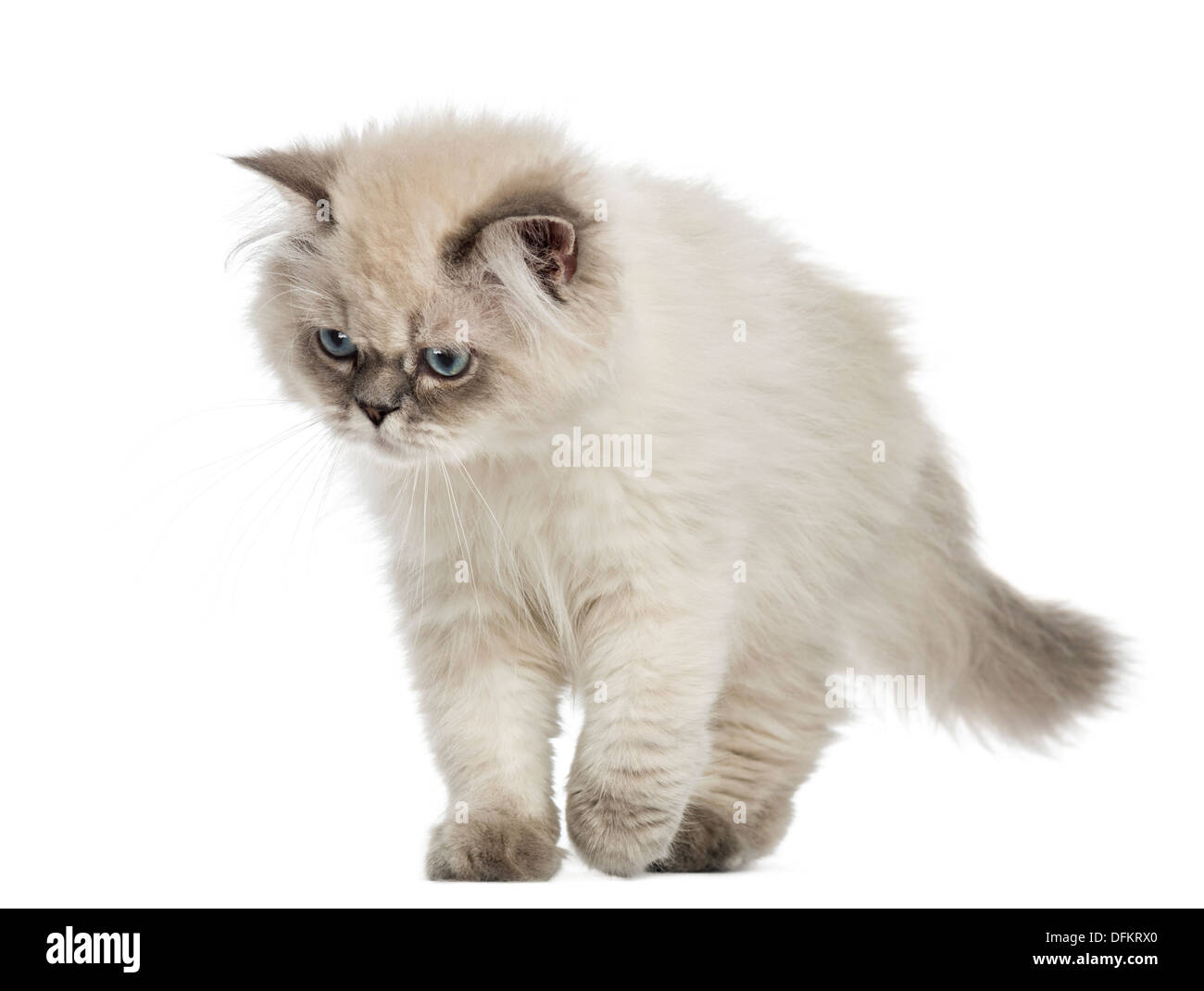 British Longhair kitten walking, looking down, 5 months old, against white background Stock Photo